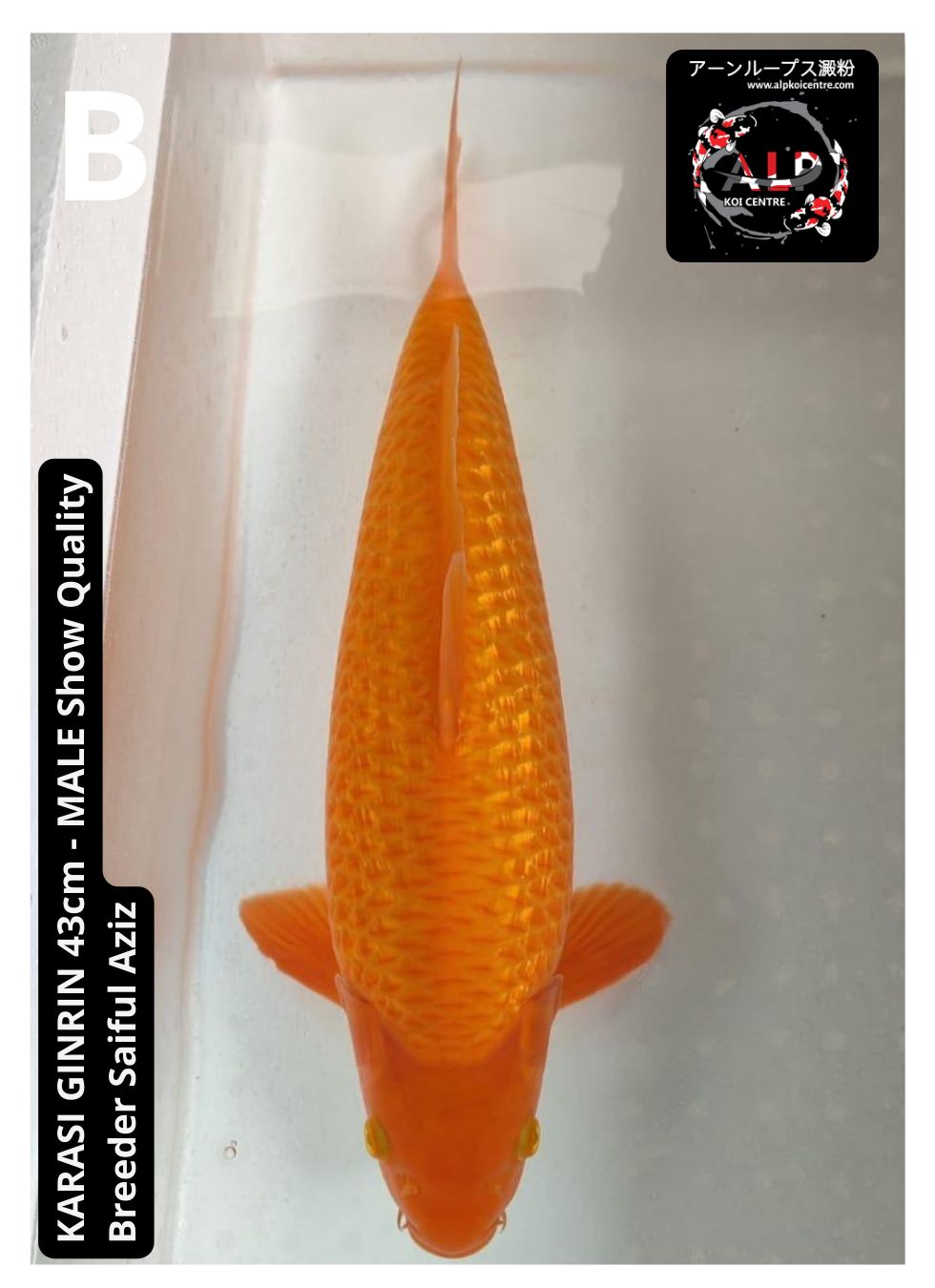 Lelang Koi Online, Jual Beli Ikan Koi, Pusat Jual Beli Koi, Info Lelang Koi Hari Ini, Platform Jual Beli Koi, Jual Beli Ikan Koi Online, Marketplace Ikan Koi, Jual Koi Terbaik, Tempat Beli Koi Berkualitas, Pasar Ikan Koi Online Terpercaya, Penjual Ikan Koi Terpercaya, Beli Koi Hias Online, Ikan Koi untuk Dijual, Koi Kualitas Terbaik, Toko Online Ikan Koi, Koi Hias Untuk Dijual, Jual Beli Ikan Koi Lokal, Koi Indonesia Online, Pusat Jual Beli Koi Terbesar