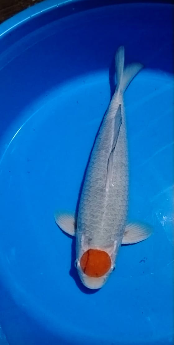TANCHO SABIKOYO JOSSS JANTAN SKIN ORI CUT DEPAN MERAPIKAN SAJA 43cm