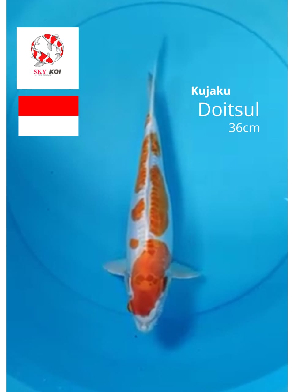 KUJAKU DOITSU 36cm