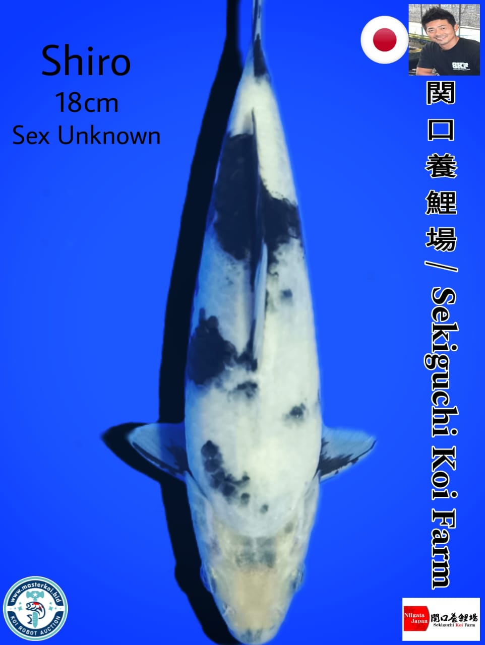 SUPERB SHIRO IMPORT FROM SEKIGUCHI KOI FARM 18cm