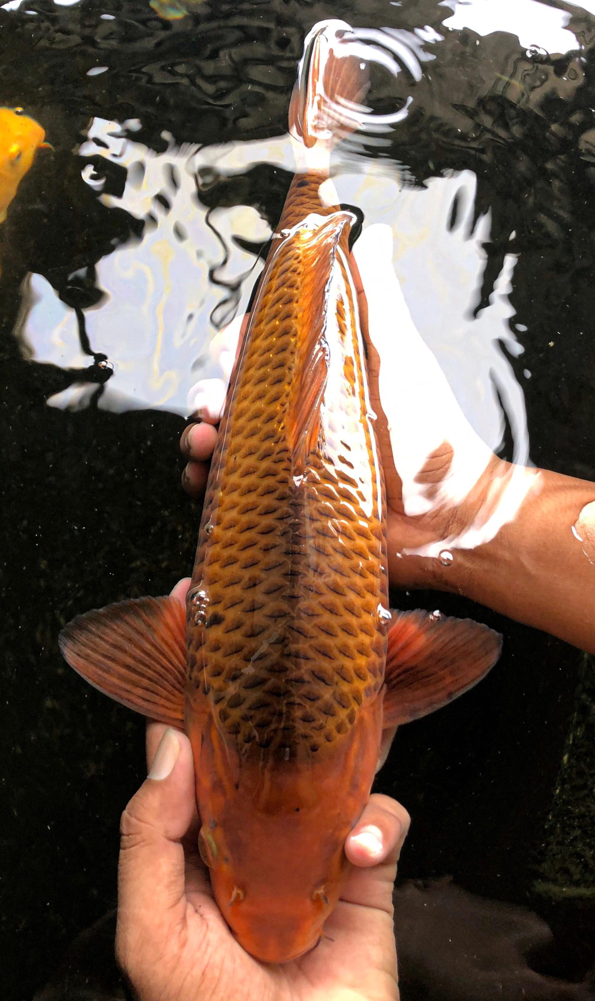 KARAMEL MADINA AZIZ 37cm