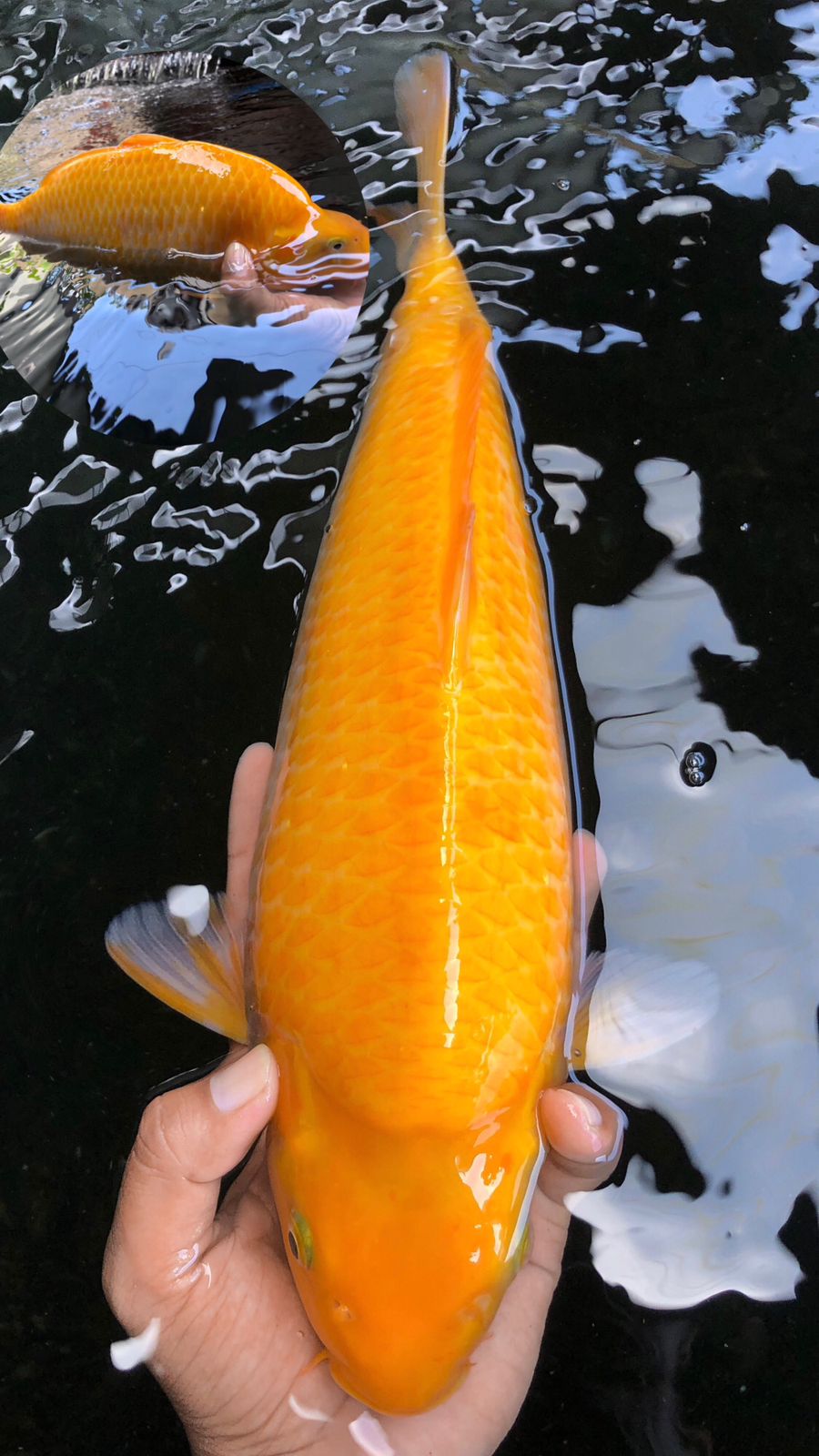 KARASHI MADINA AZIZ 37cm
