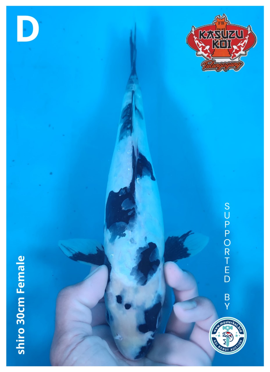 SHIRO 30cm FEMALE