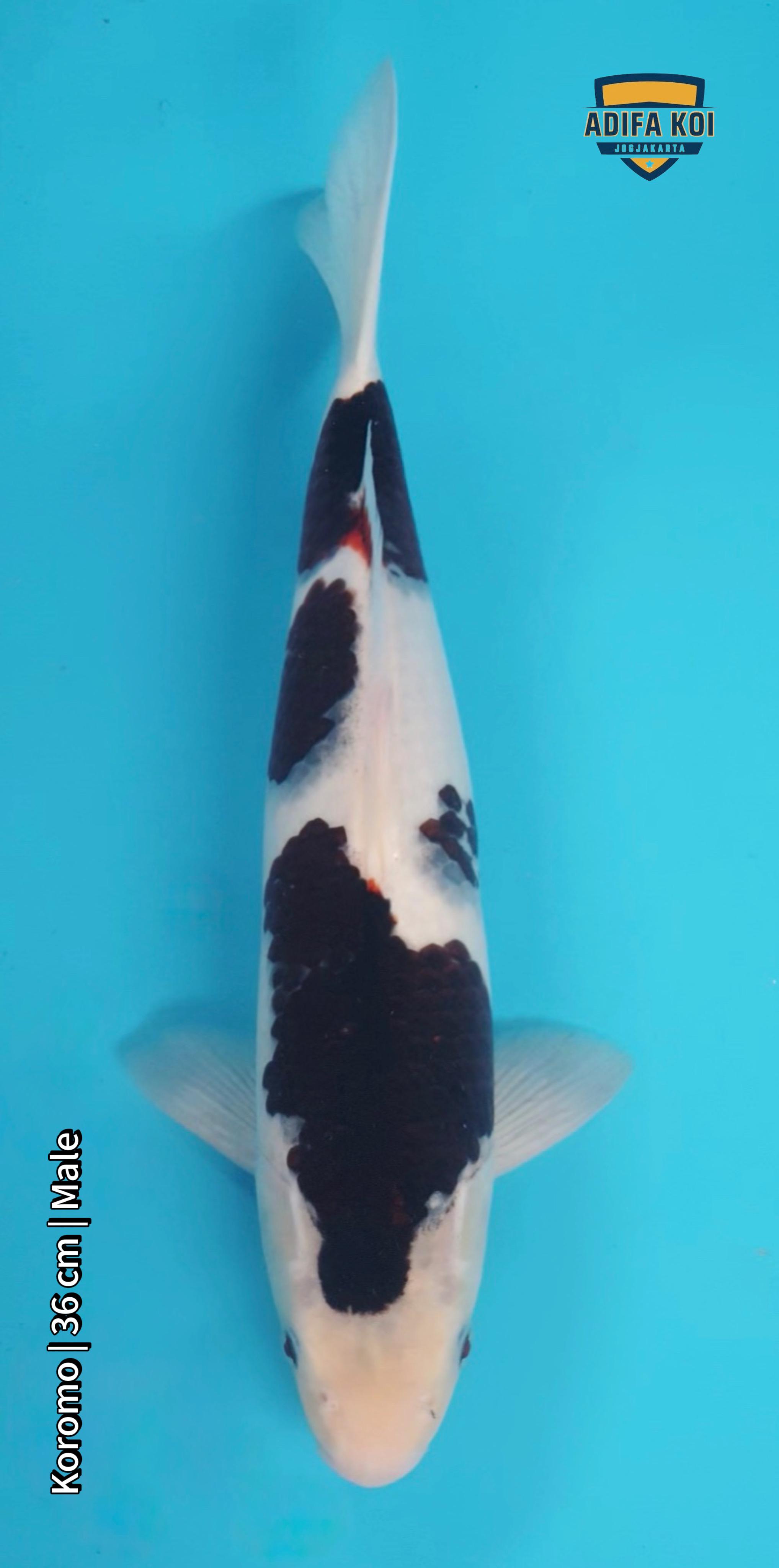 KOROMO 36cm