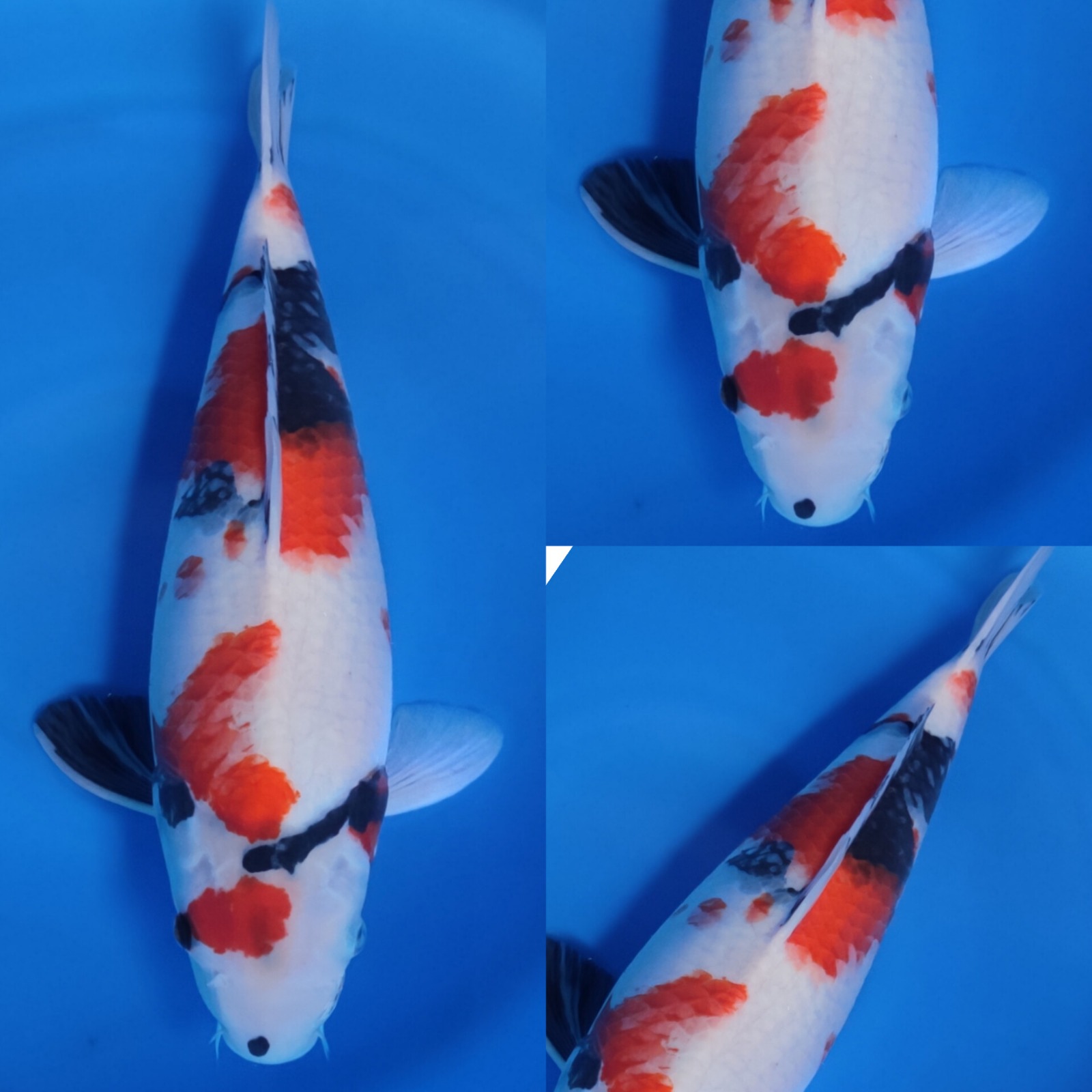 KINDAY SHOWA 46cm