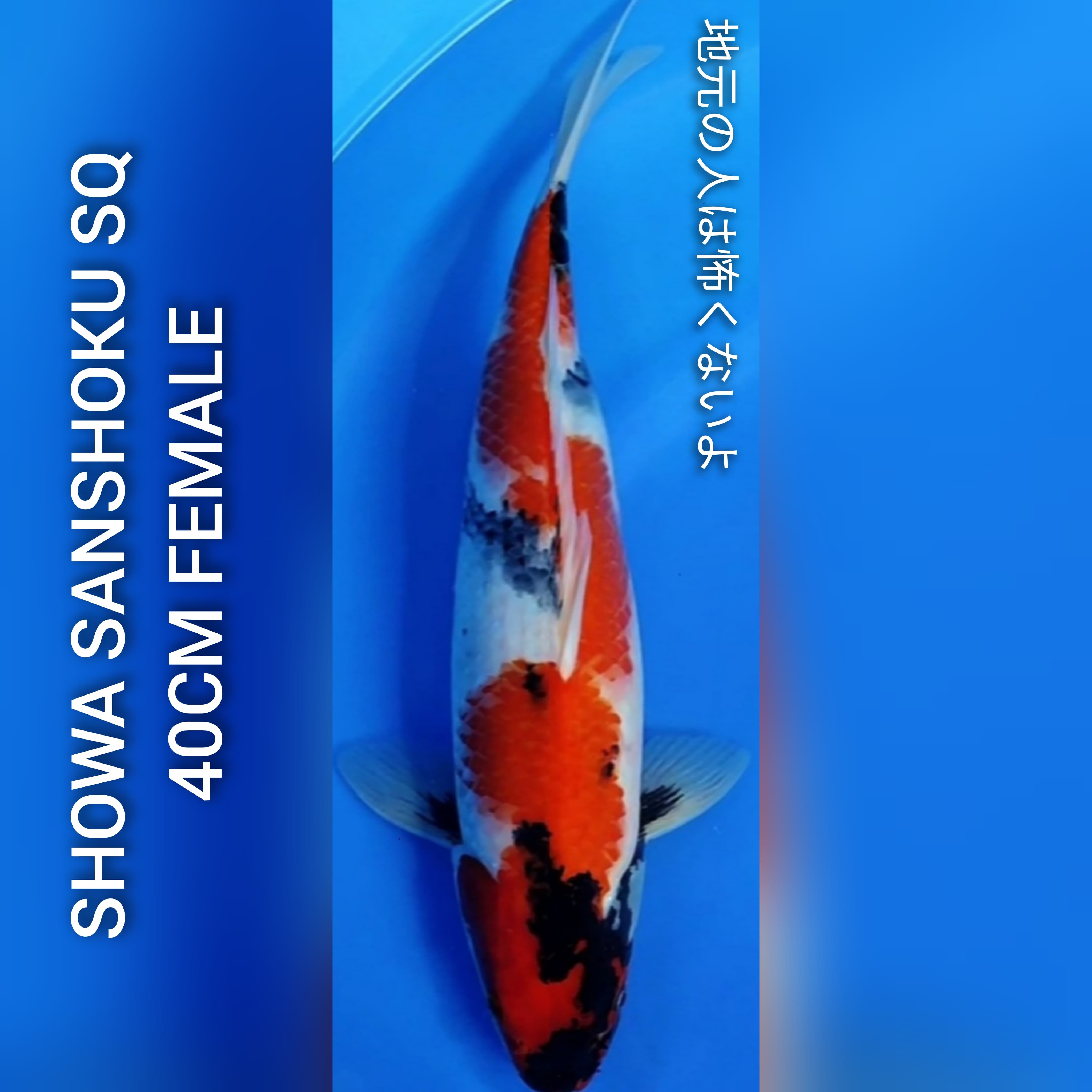 SHOWA SANSHOKU STRONG F1 SAKAI HQ 40cm