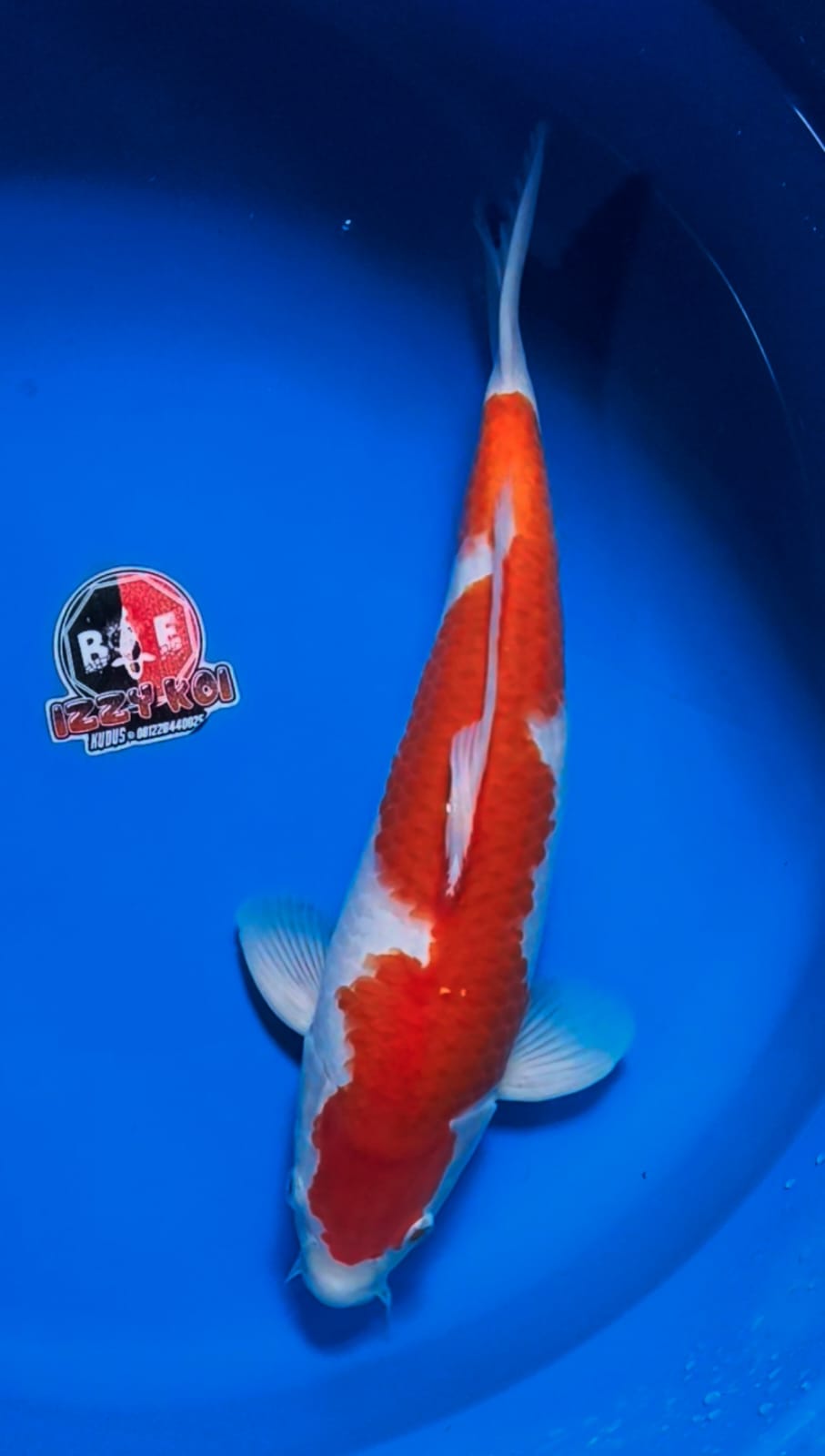 INAZUMA KOHAKU ORIGINAL 38cm