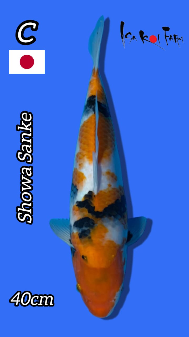 SHOWA SANKE ISA KOI FARM 40cm
