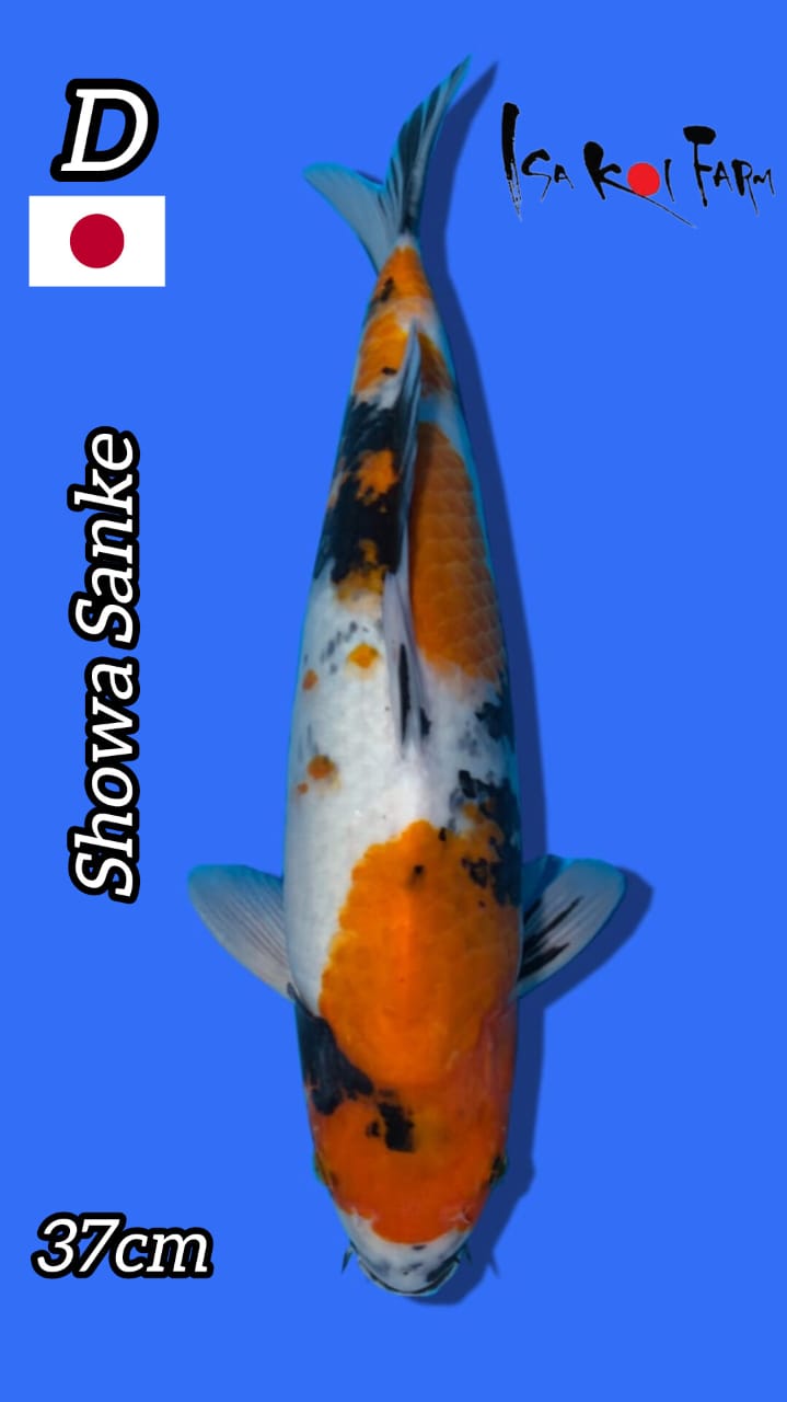 SHOWA SANKE ISA KOI FARM 37cm