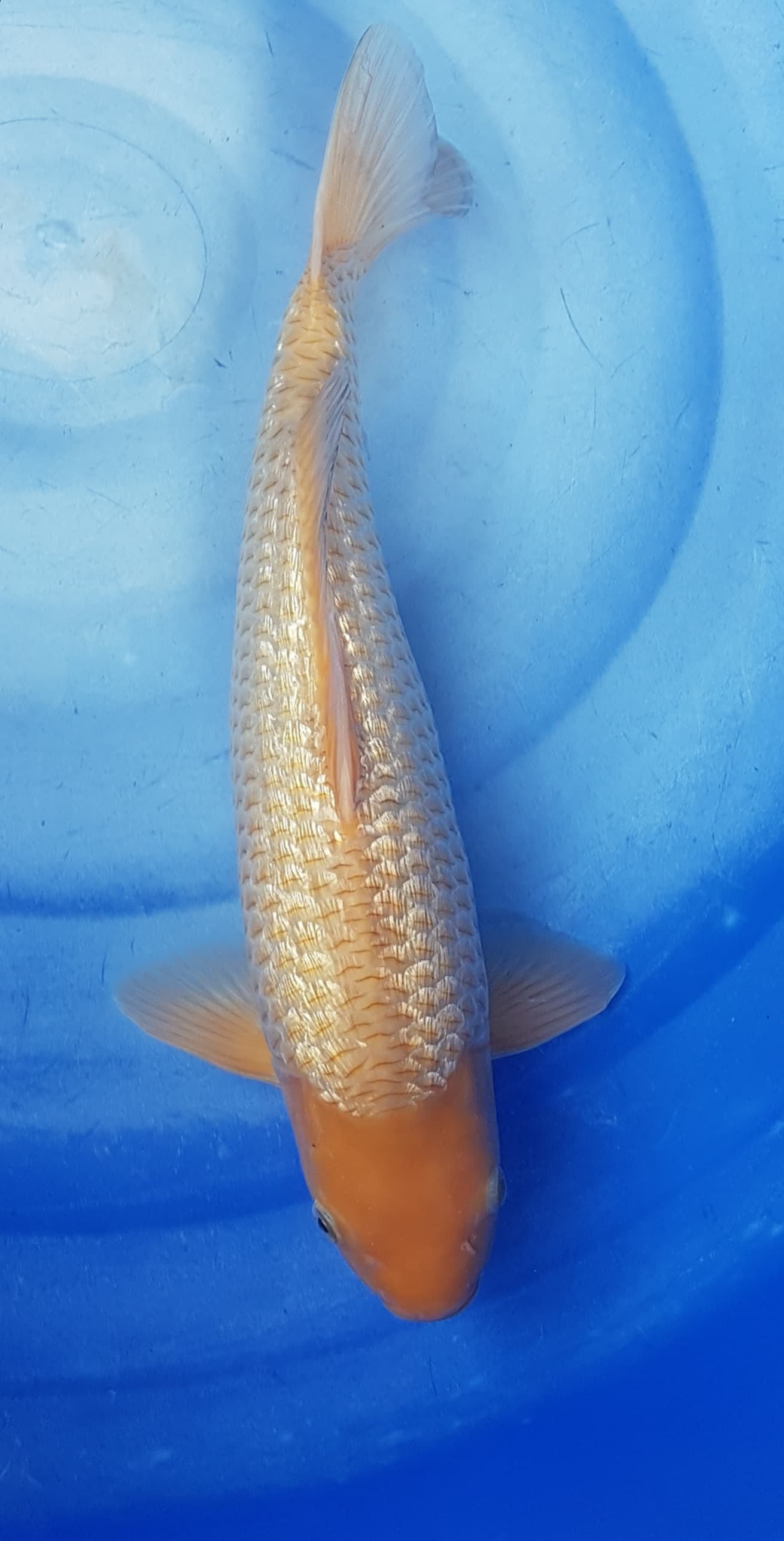 KARASI FUL GINDRIN 42cm MALE