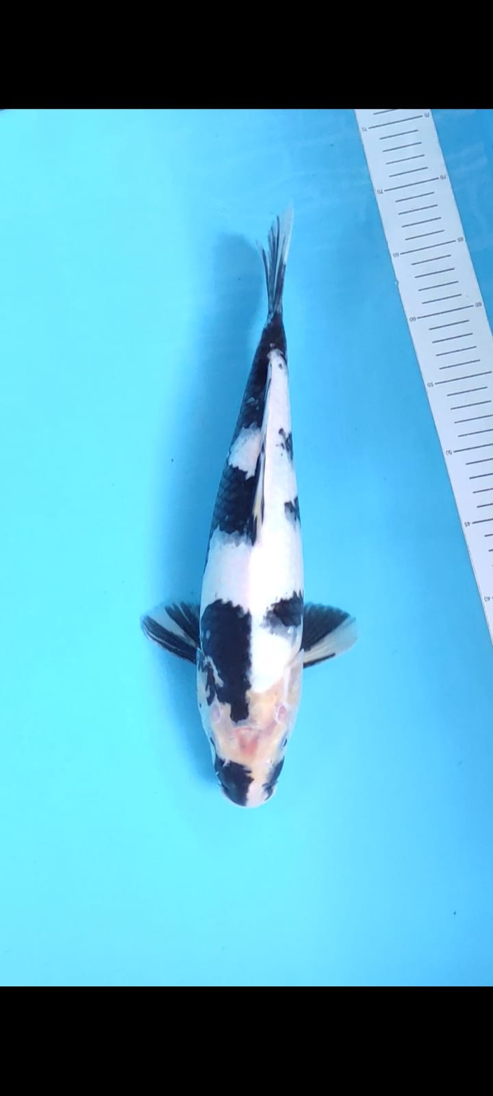 SHIRO 39cm