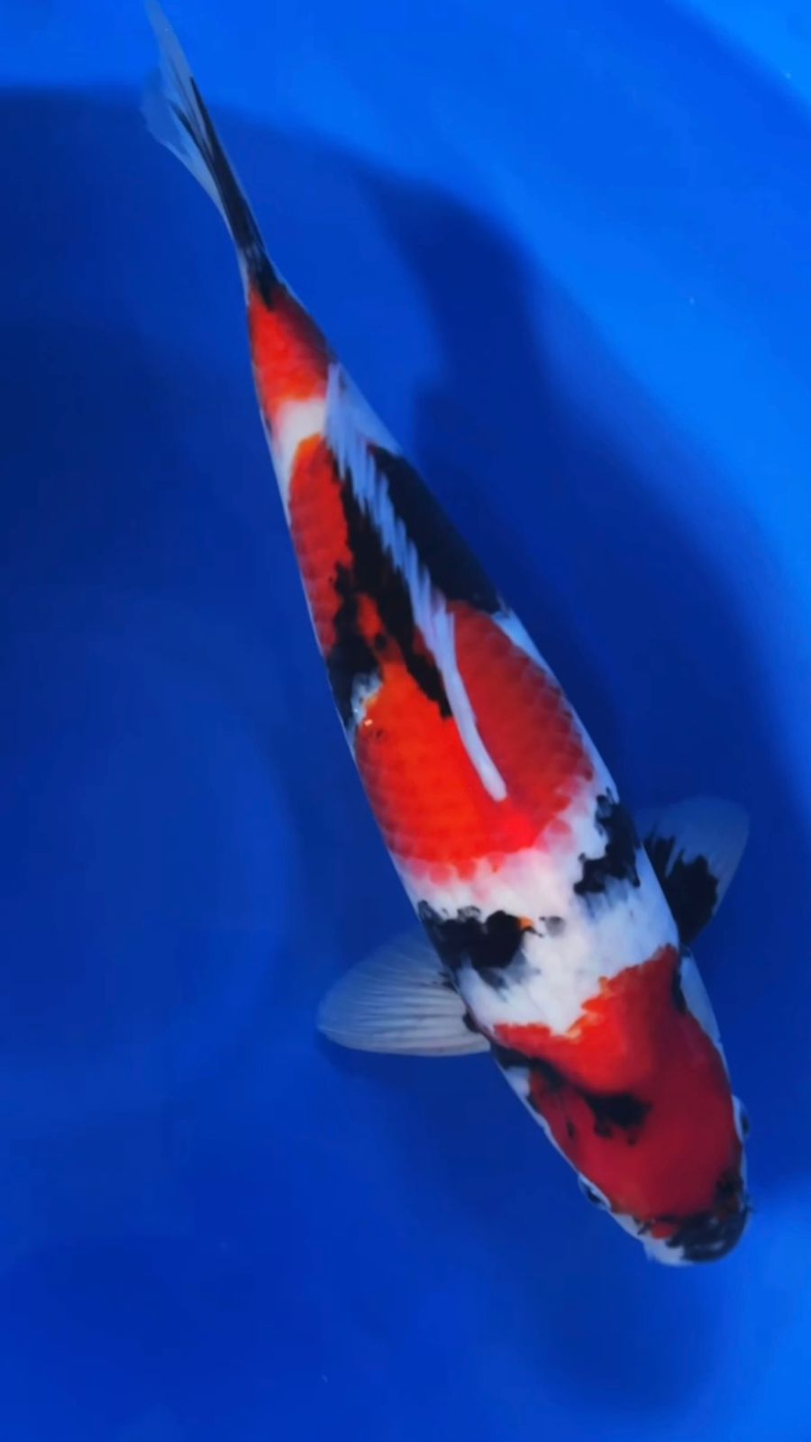 SHOWA SANSHOKU 47cm HIGH QUALITY BAKAT JUMBO