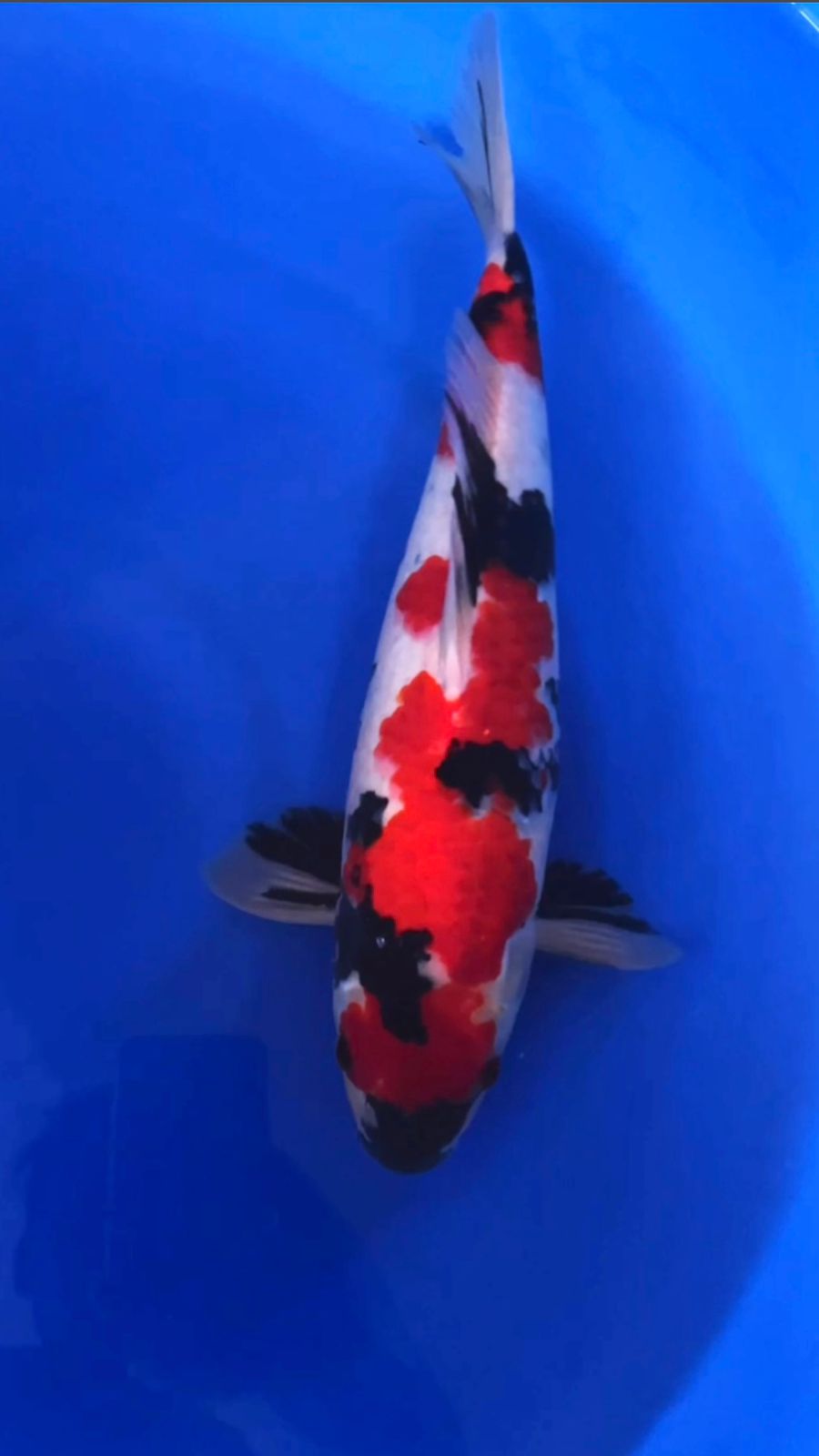 SHOWA SANSHOKU 40cm HIGH QUALITY BAKAT JUMBO