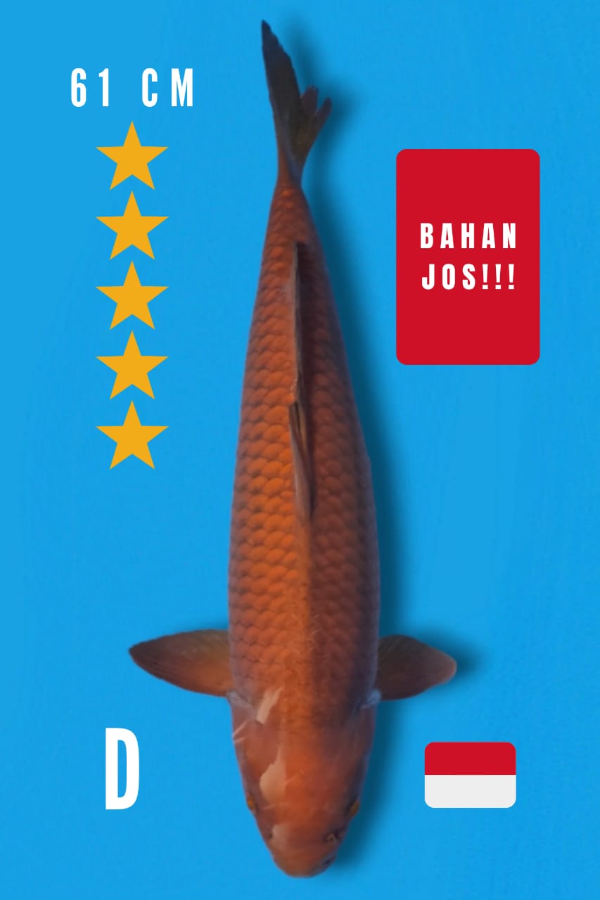 CHAGOI BAHAN JUMBO 61cm