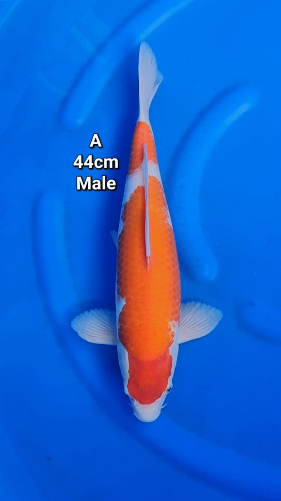 KOHAKU 44cm