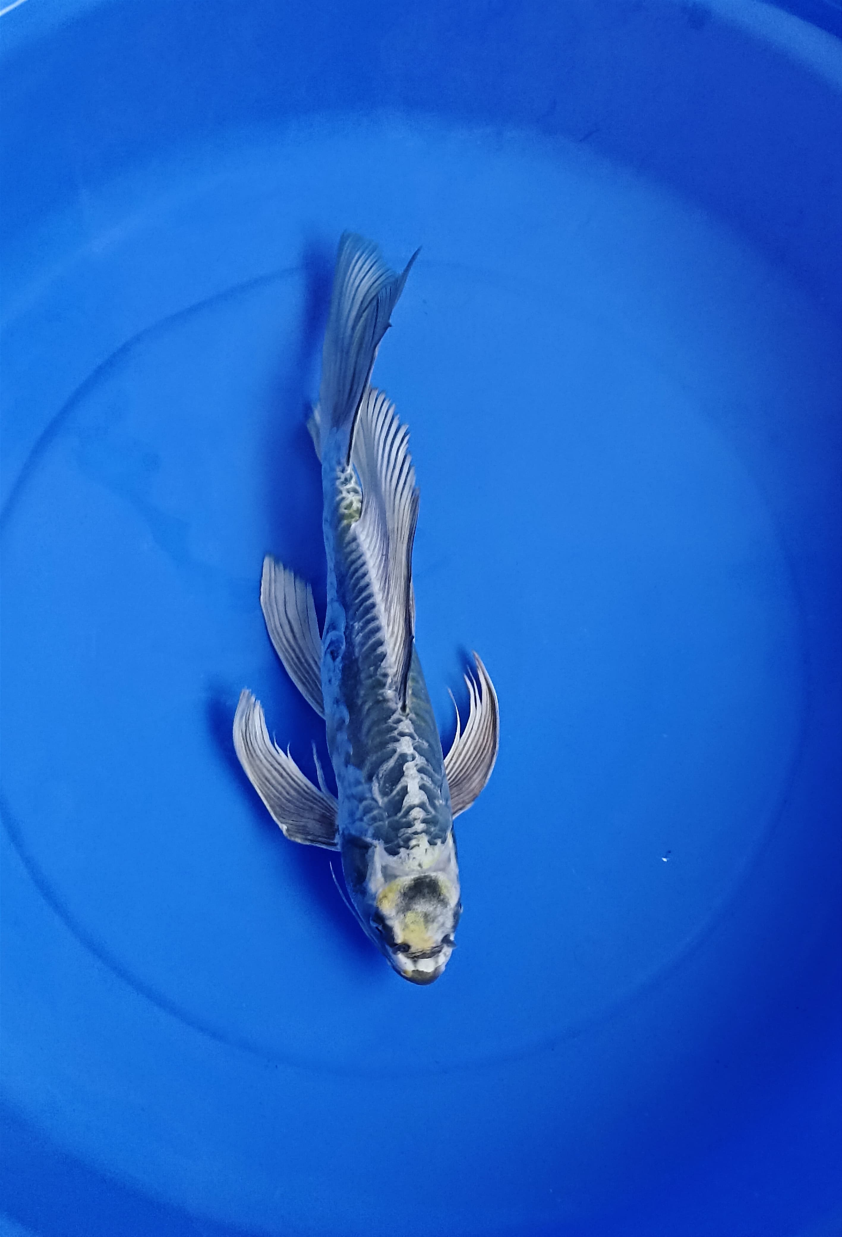 ANTIK SLAYER 37cm