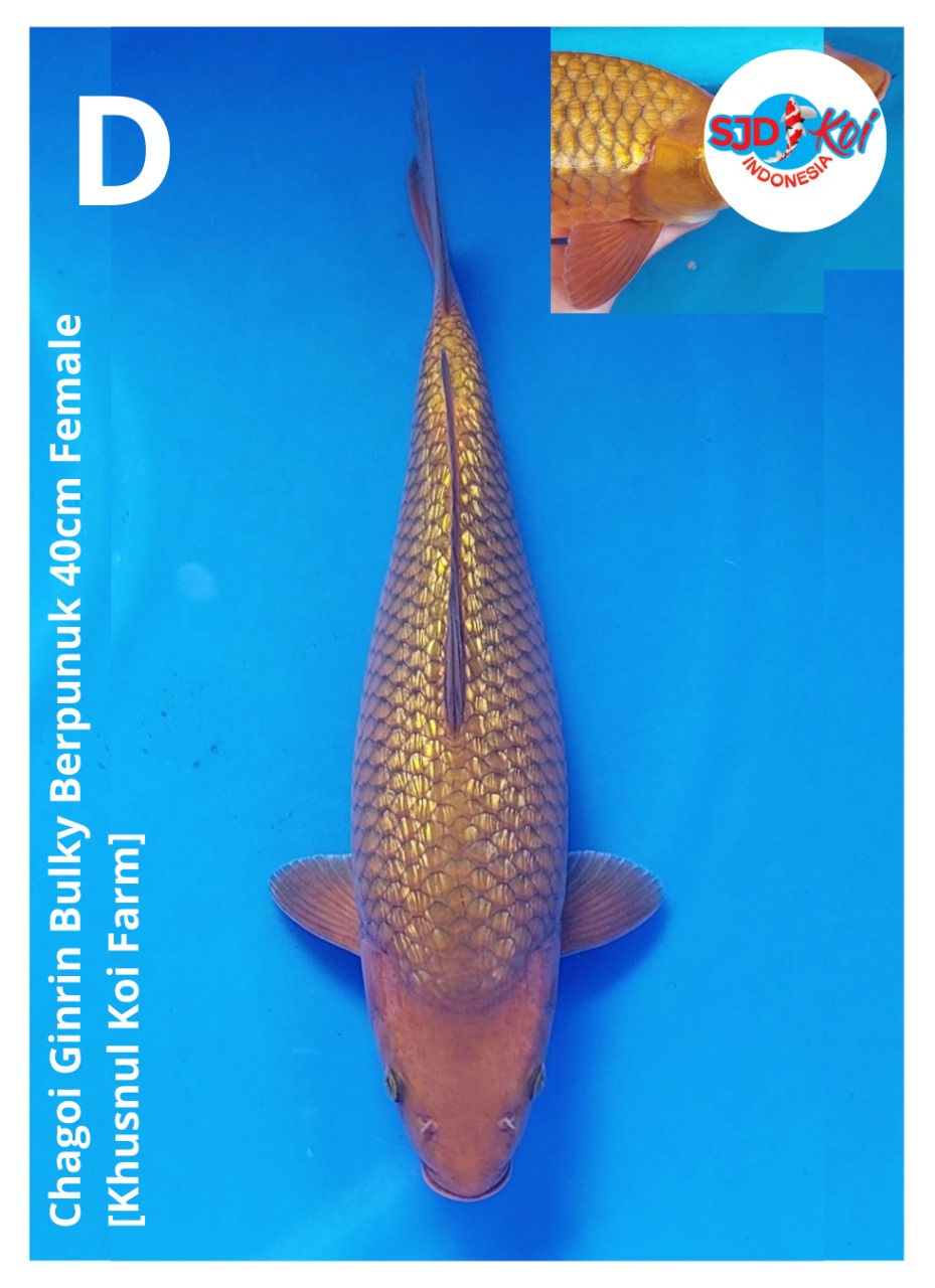 CHAGOI GINRINBULKY BERPUNUK 40cm