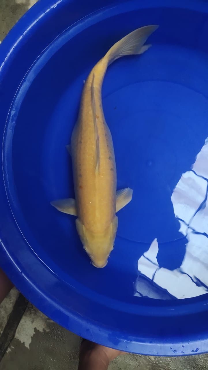 KARASI 68cm