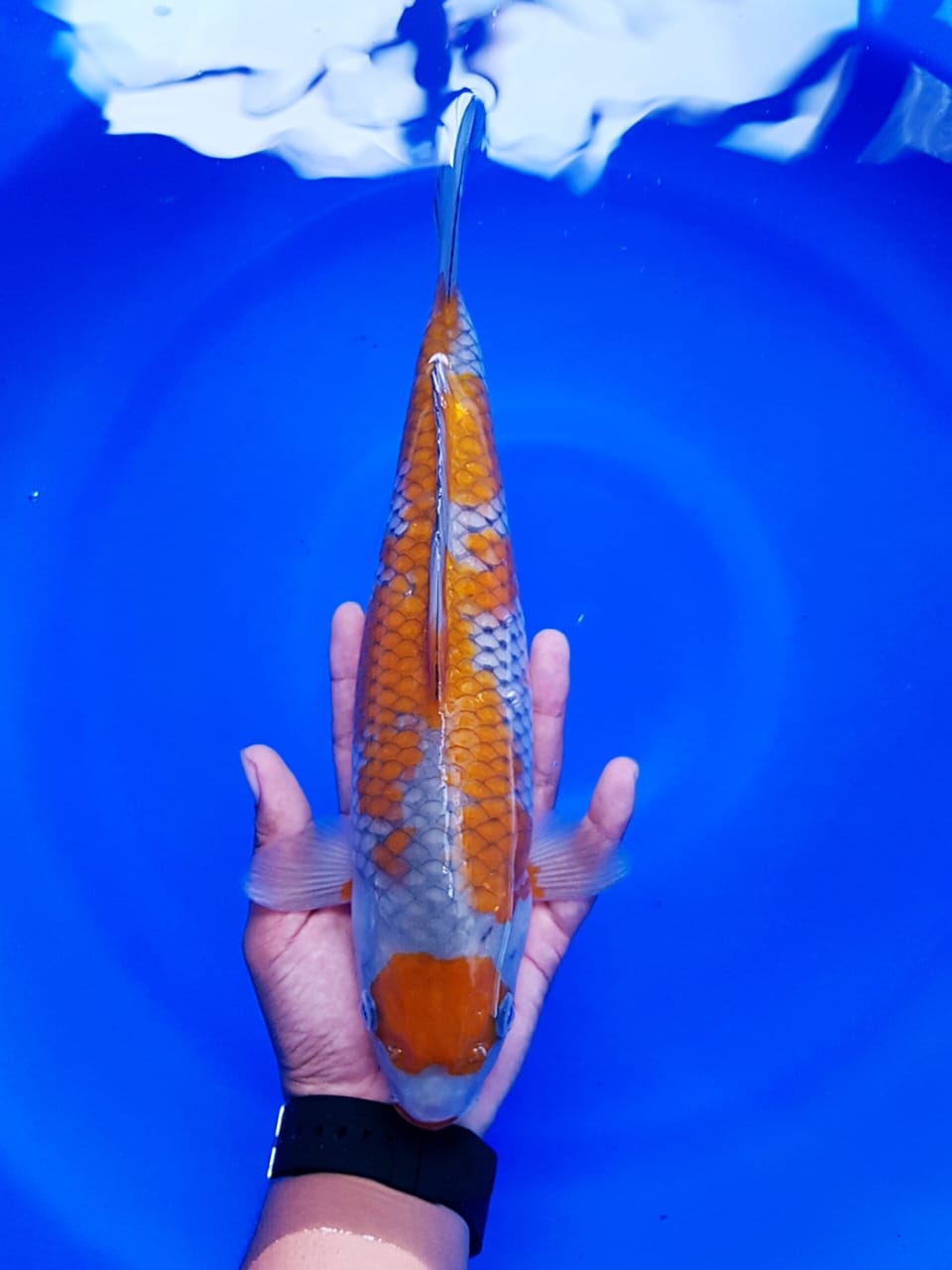 OCHIBA SIGURE 32cm