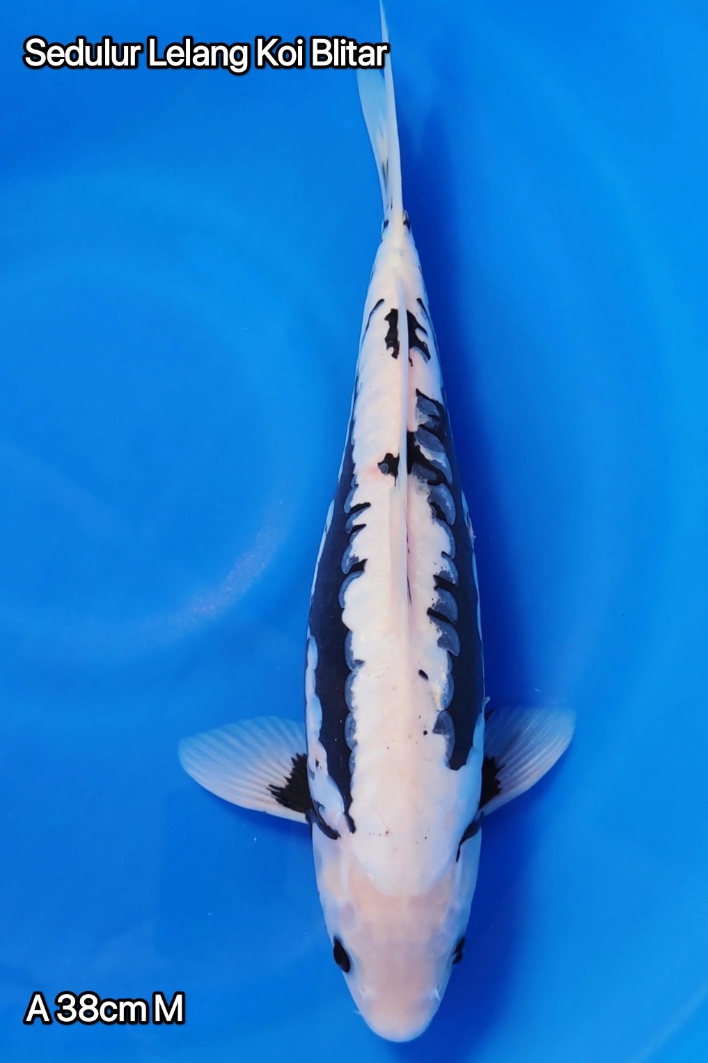 KUMONRYU GOOD SKIN HQ 38cm