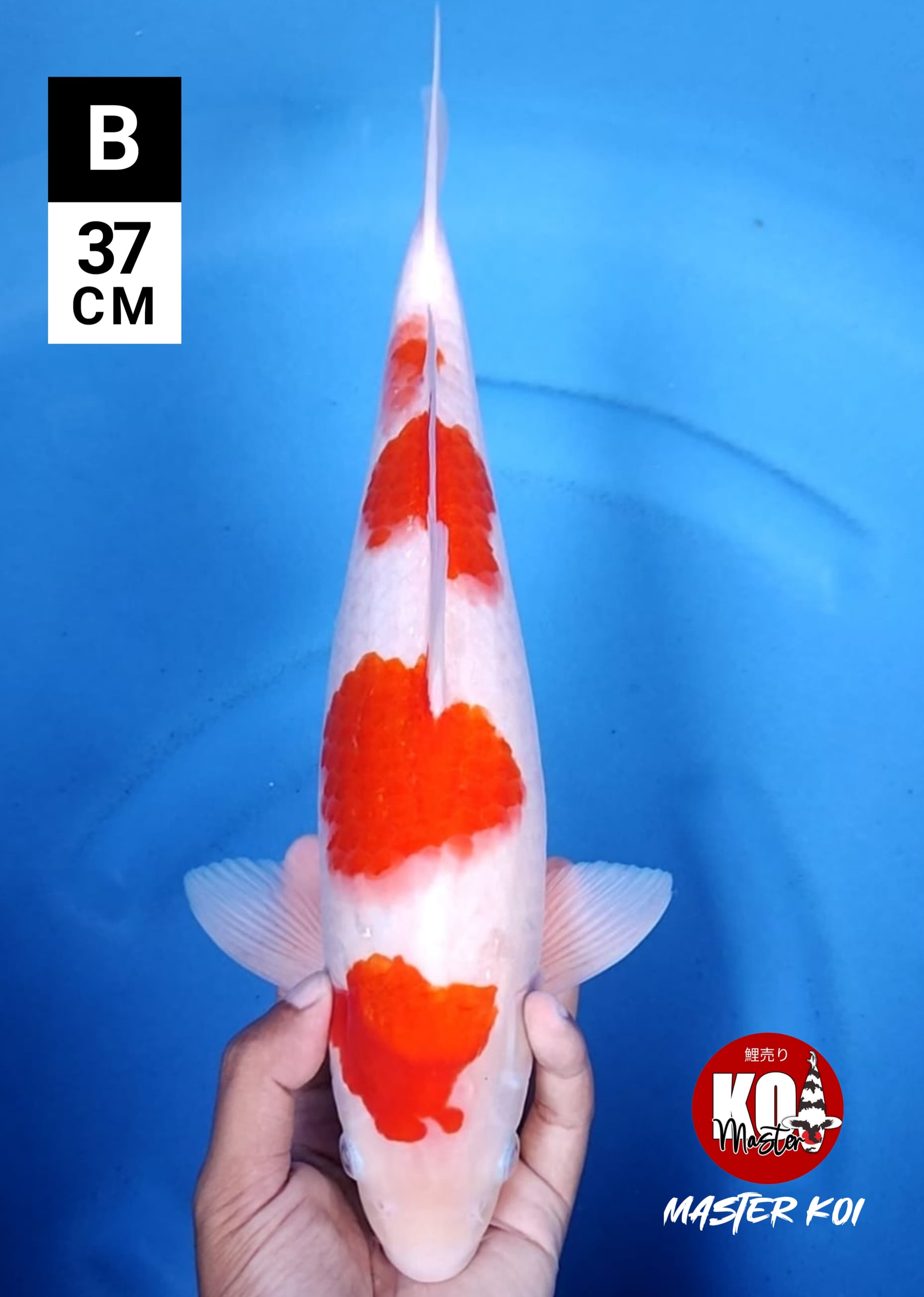 KOHAKU POLA CIAMIK 37cm