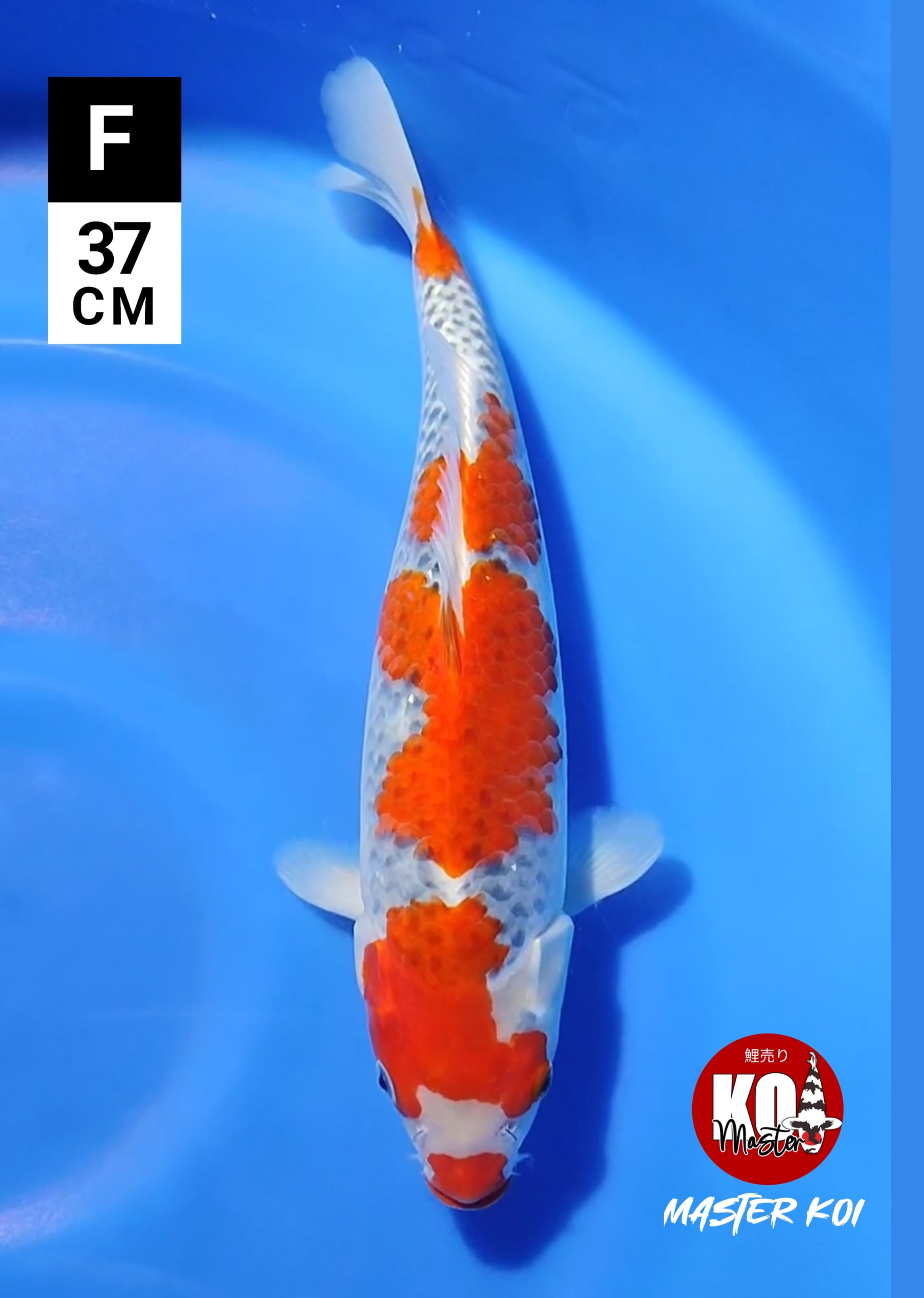 GOSHIKI RACING ABIES 37cm