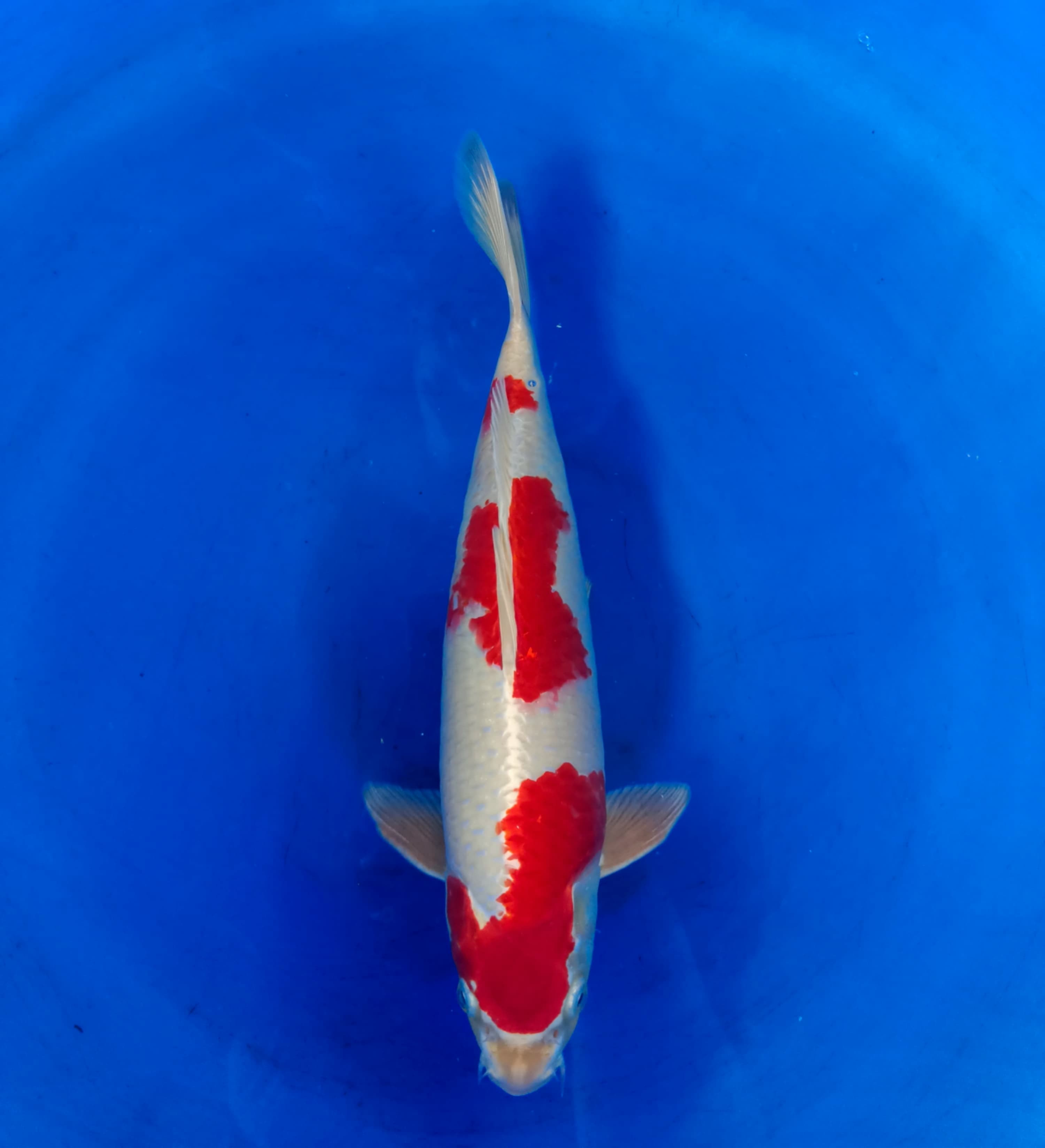 KOHAKU HIKARI HQ 35cm