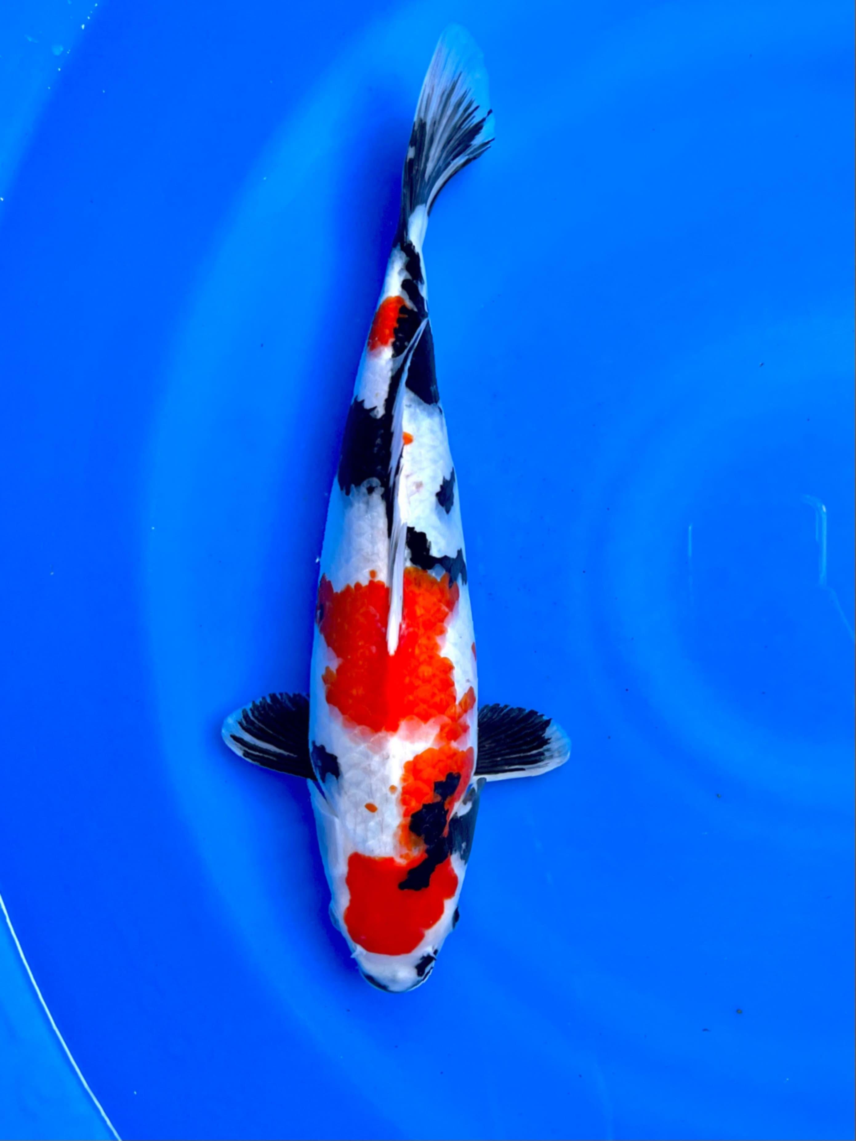 KINDAI SHOWA 39cm