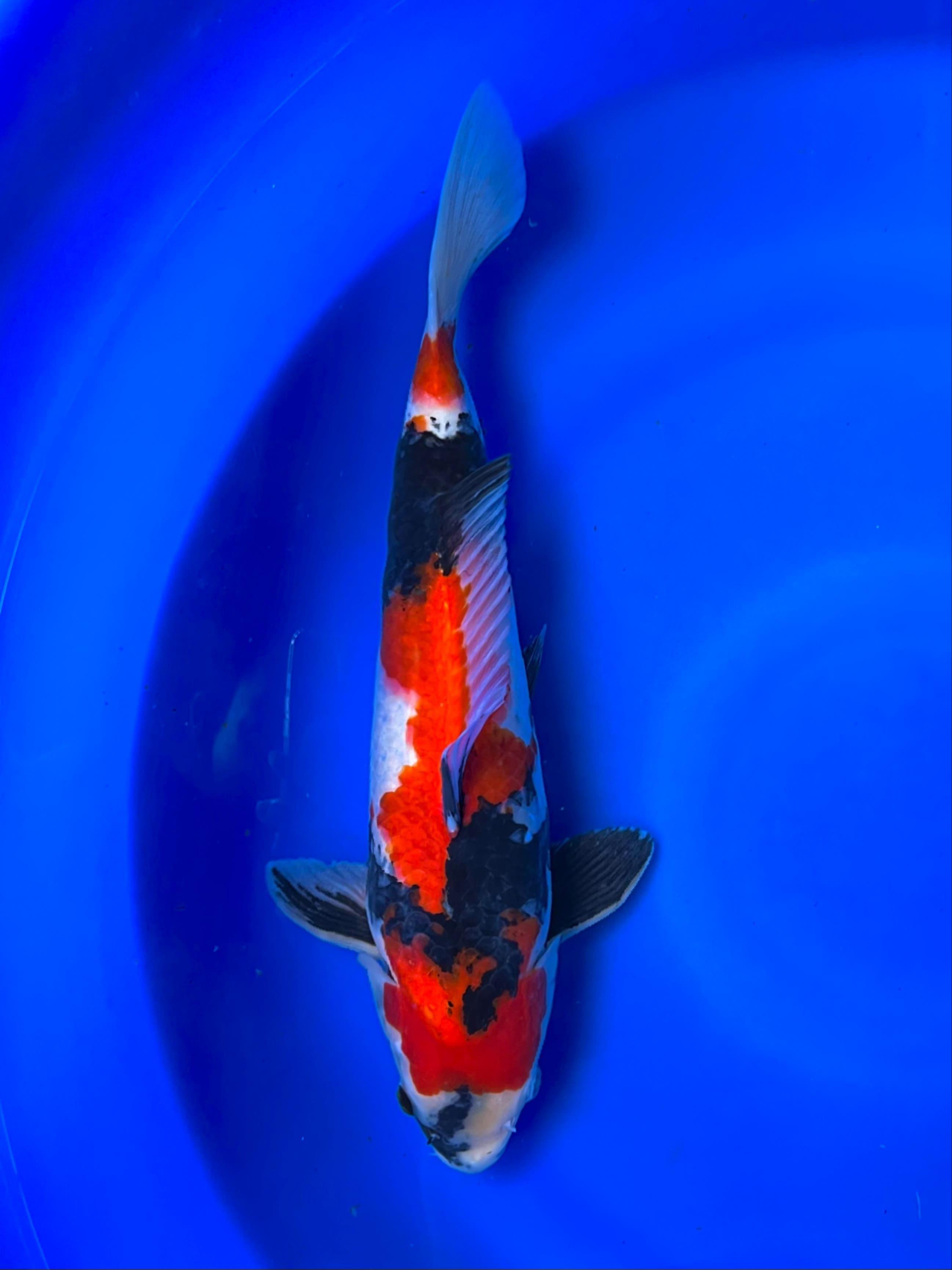 SHOWA PETIR TATEGOI 39cm