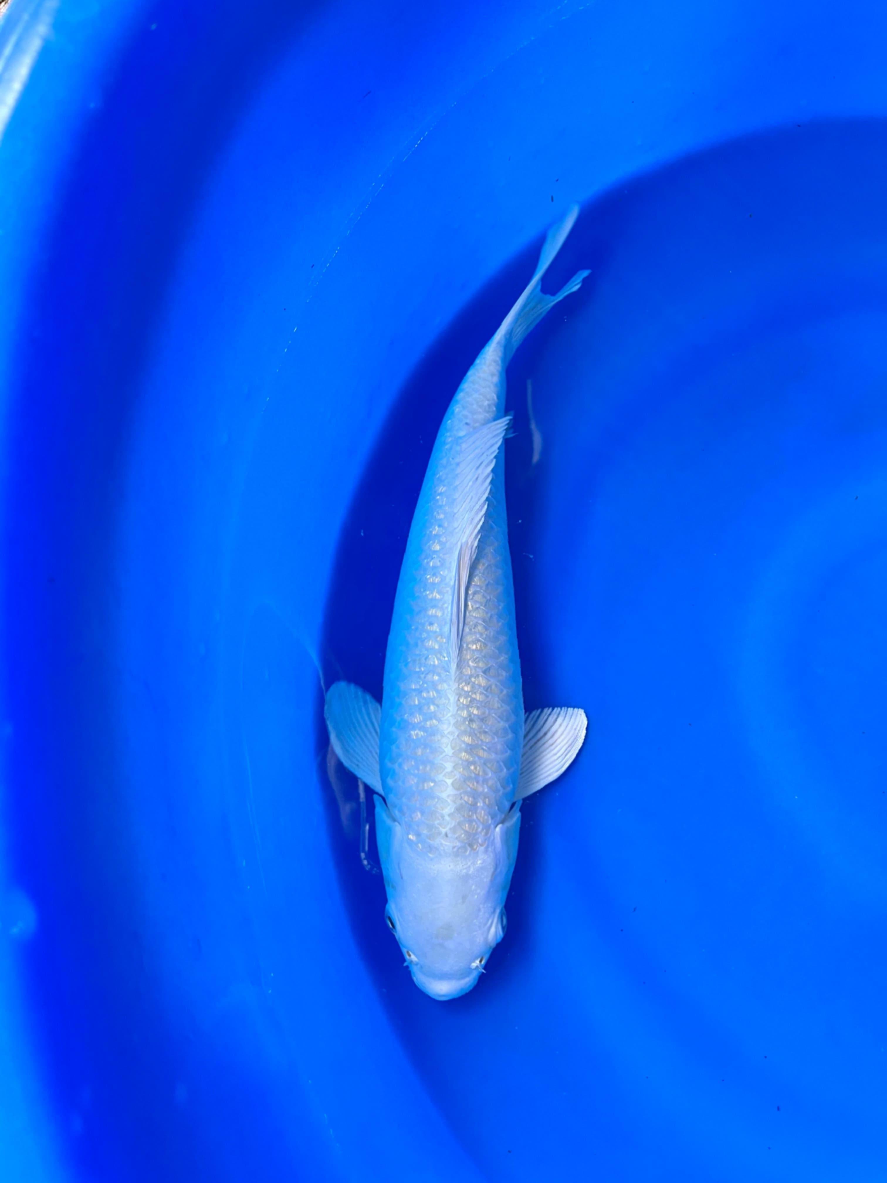 PLATINUM GINDRIN PUTIH SALJU 37cm
