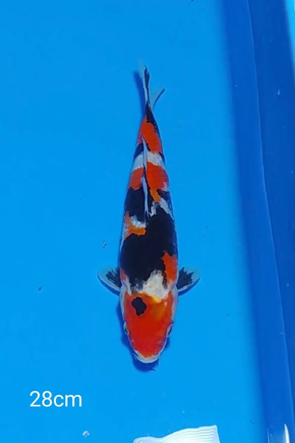 SHOWA 28cm