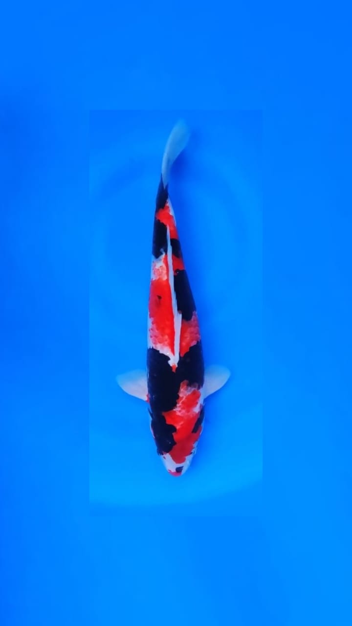 SHOWA HQ 38cm