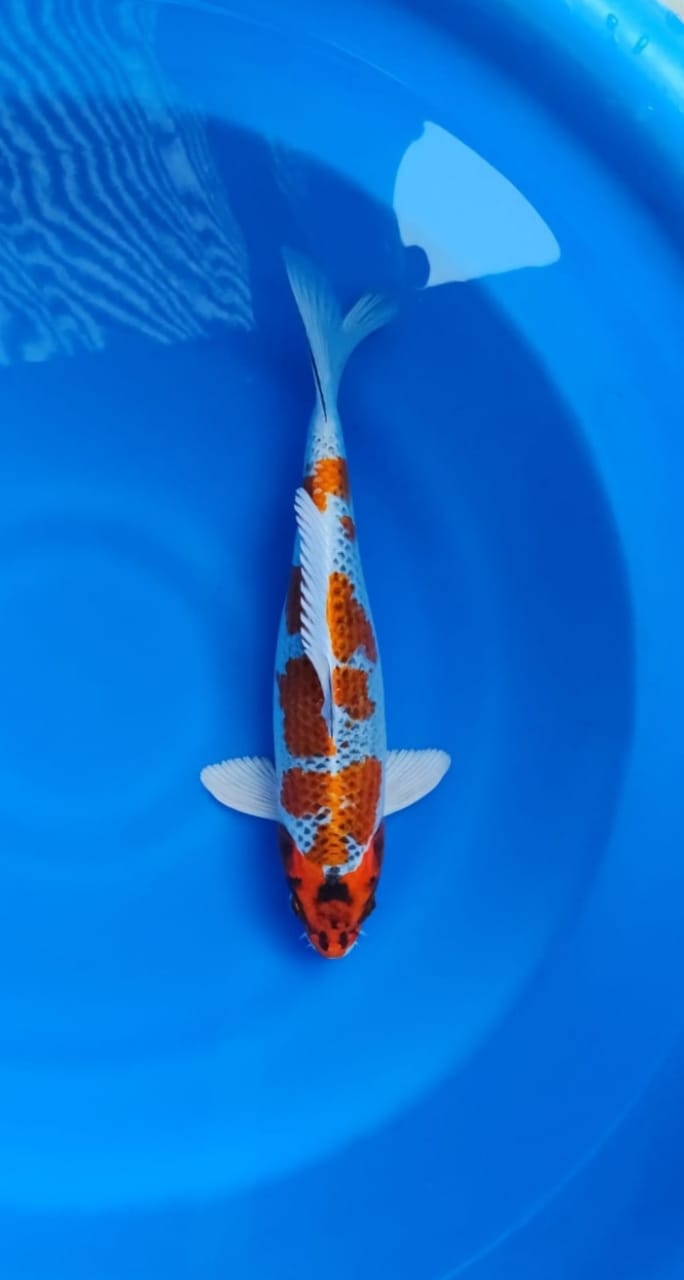 KUJAKU 37cm
