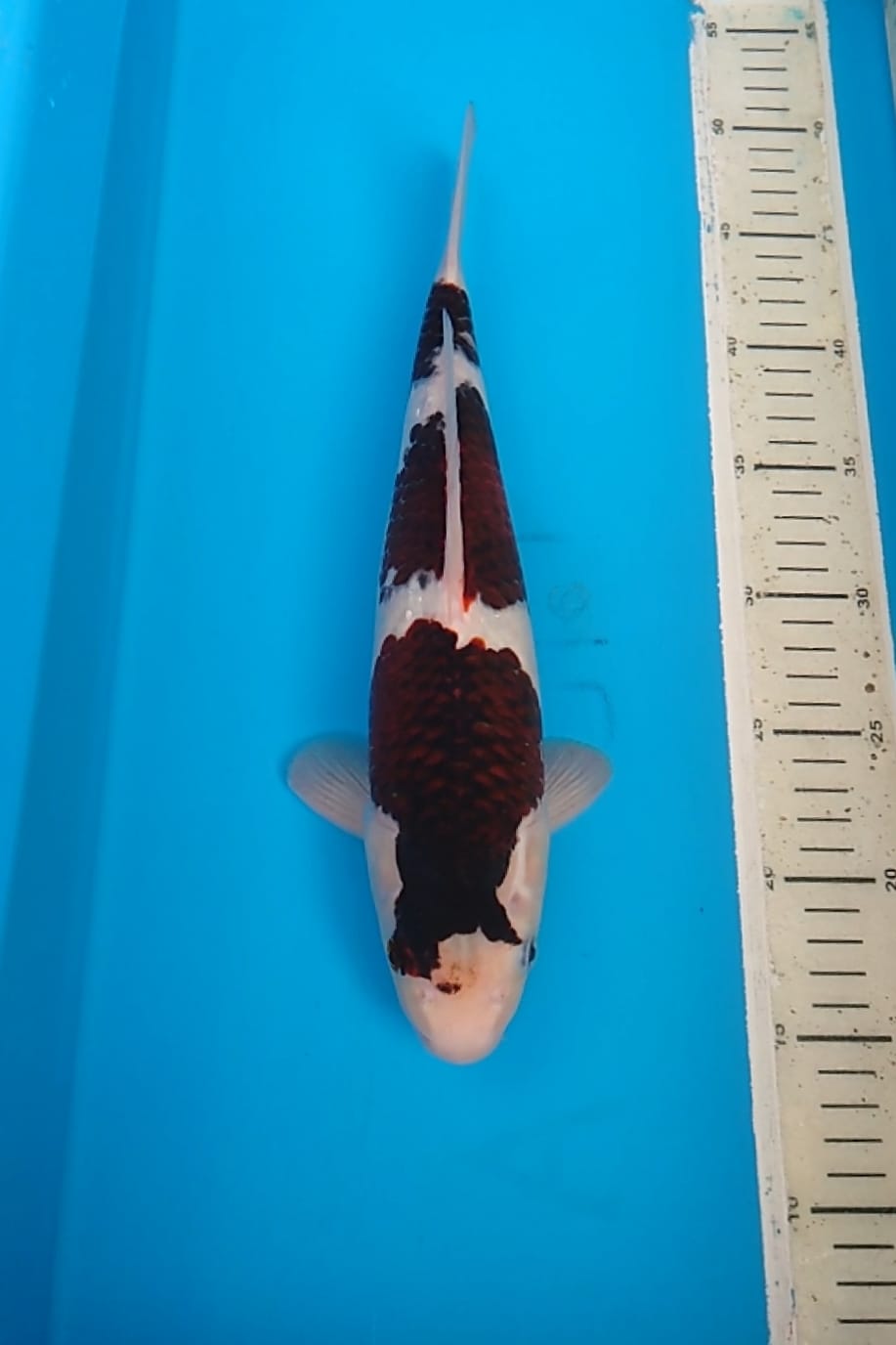 BUDHO GOROMO 36cm