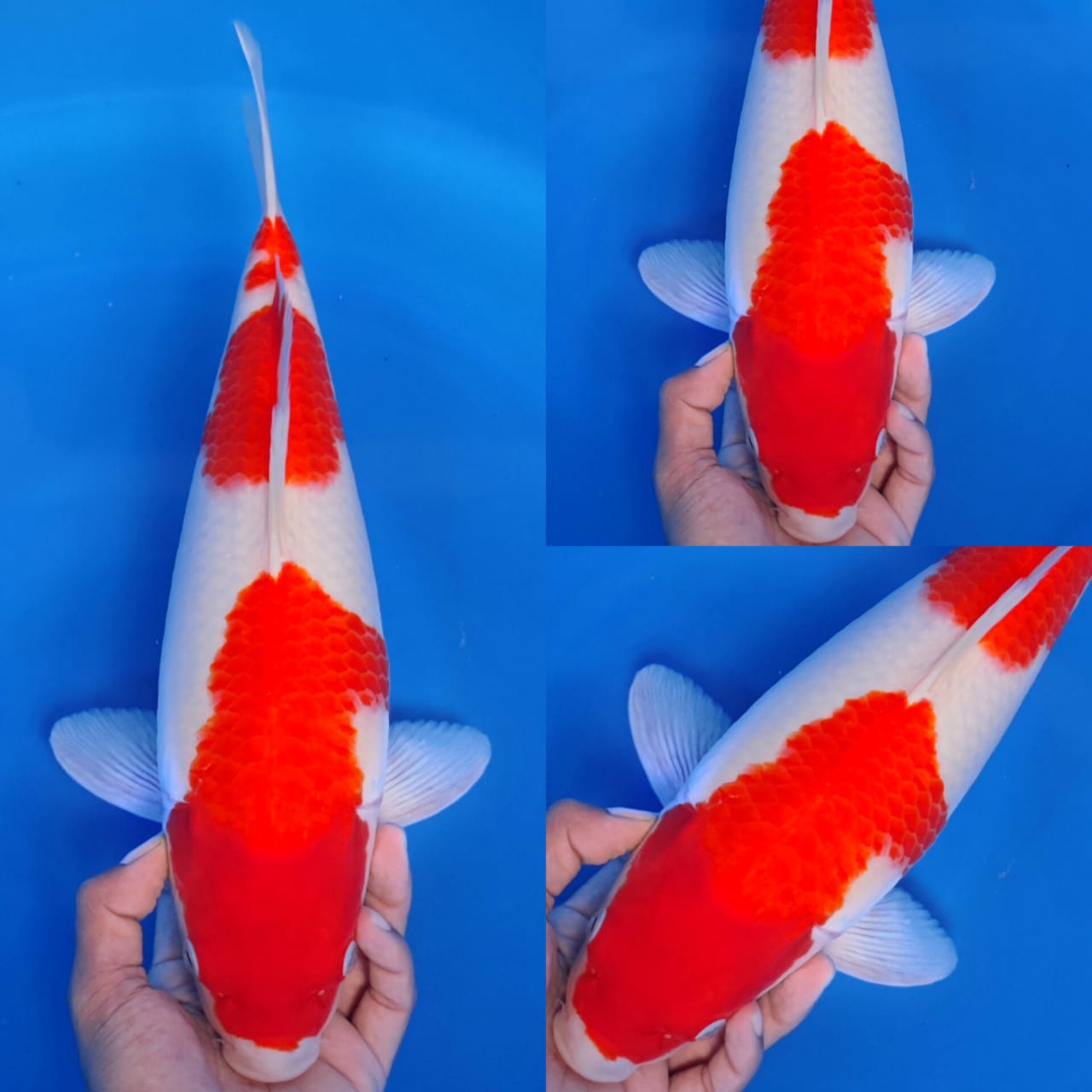 KOHAKU ORIGINAL 3STEP 40cm