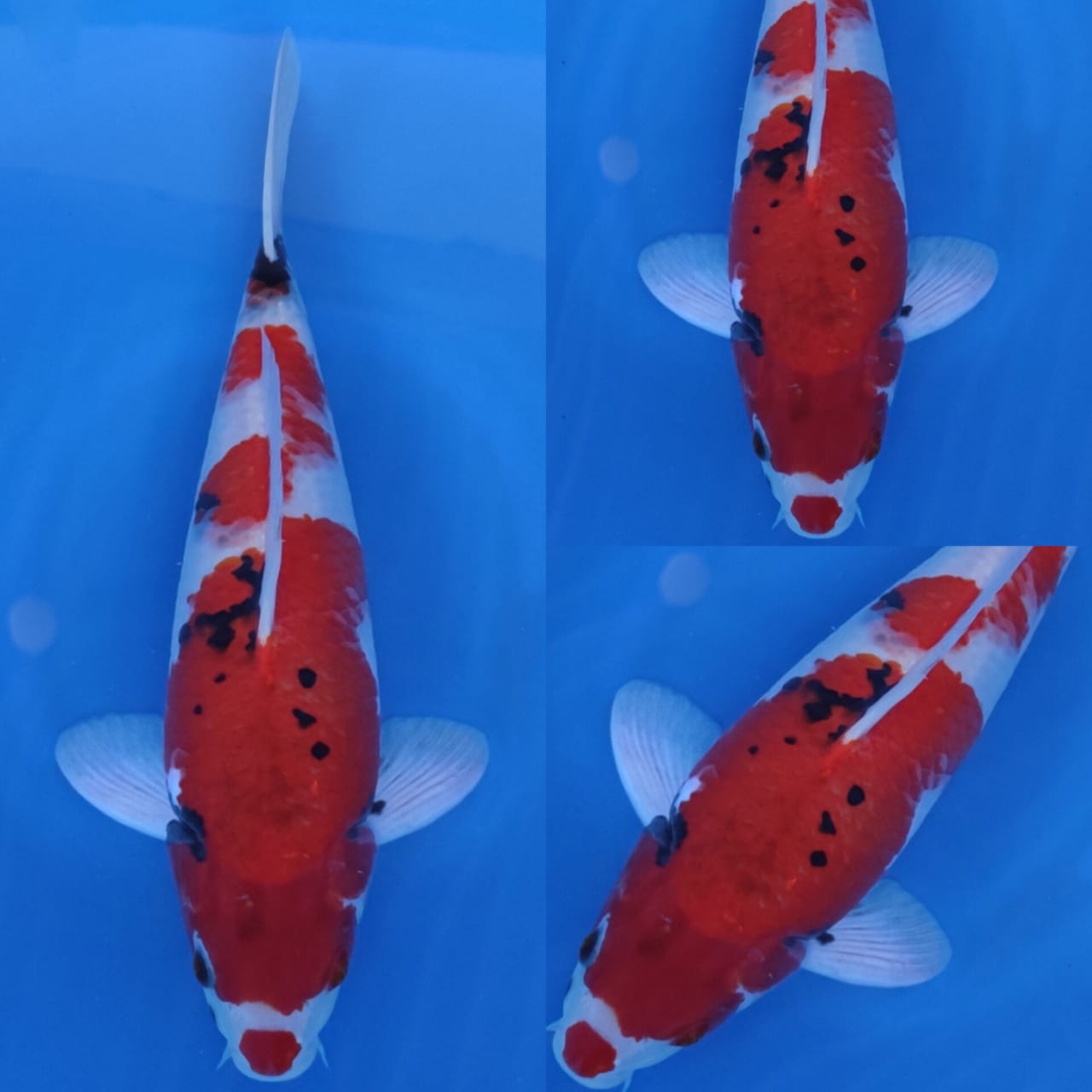 SHOWA POLA UNIK 35cm