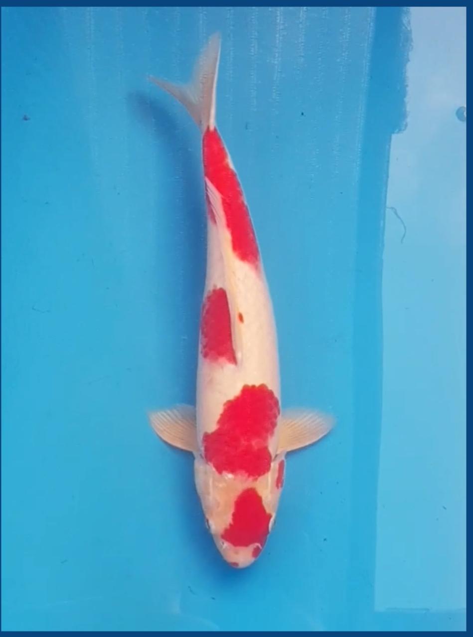 MARUTEN KOHAKU BL AKF 37cm