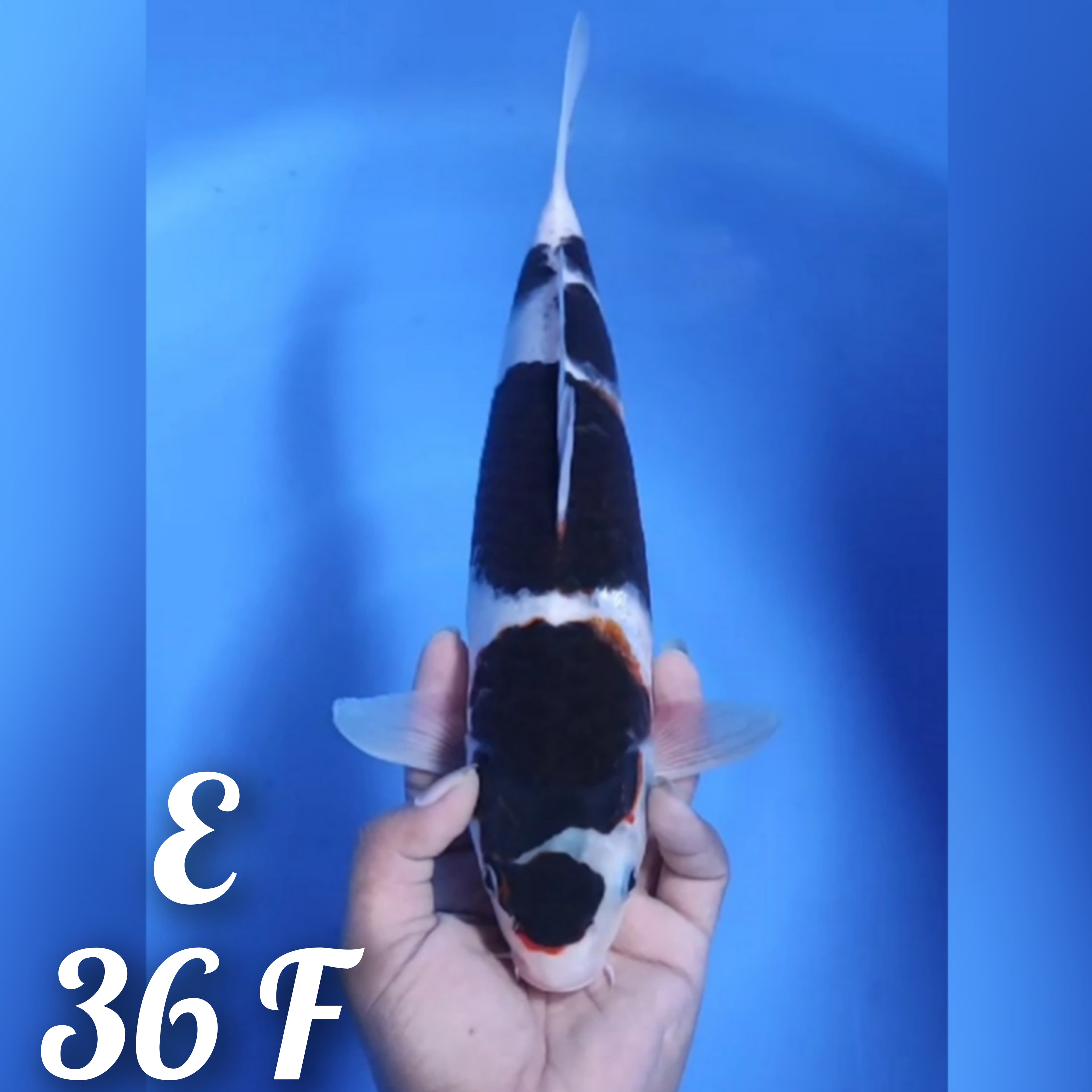 MARUTEN GOROMO ORIGINAL 36cm