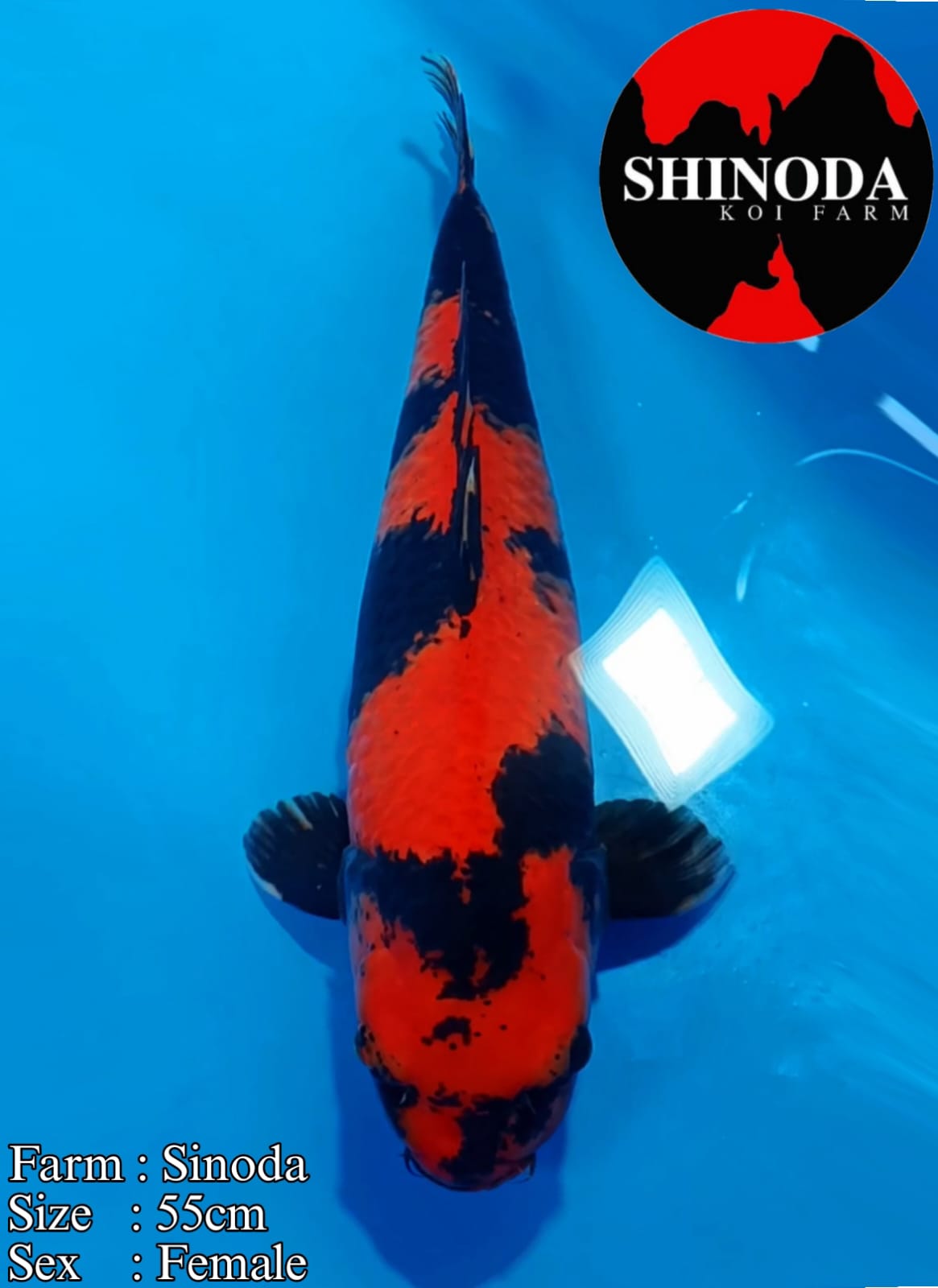 HIUTSURI SINODA 55cm