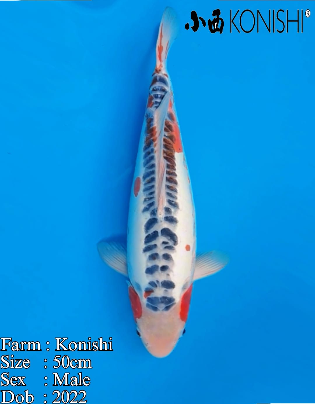 SHUSUI KONISHI 50cm