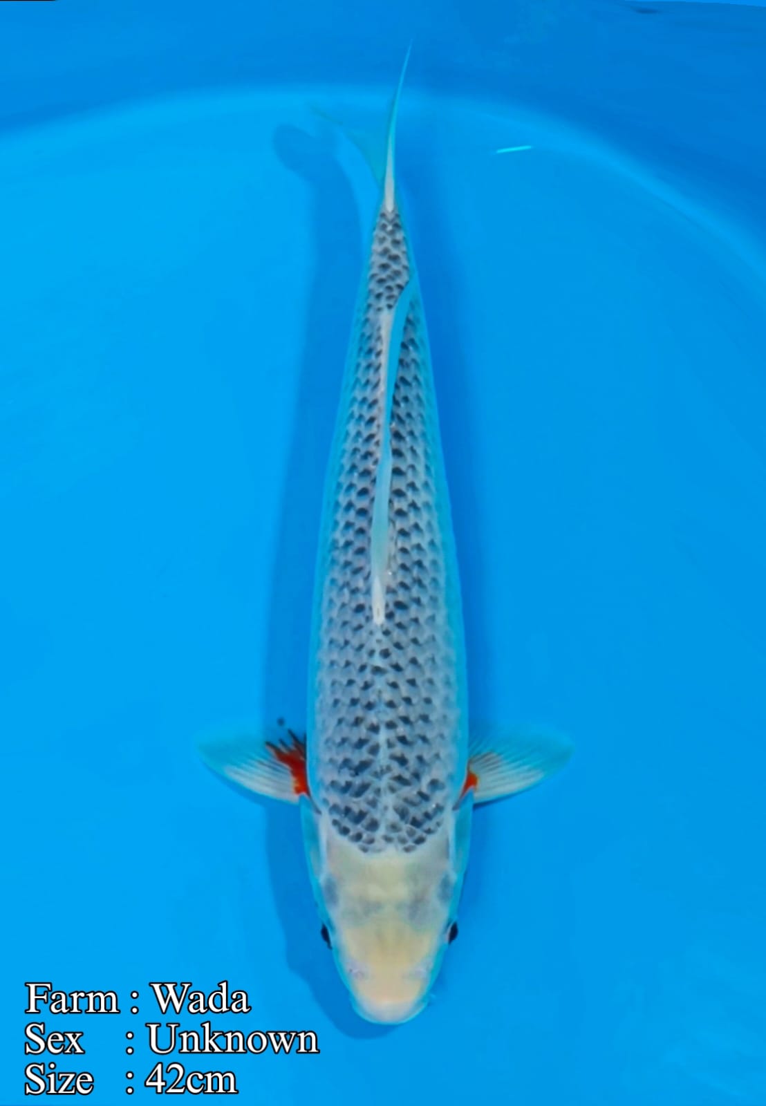ASAGI WADA 42cm