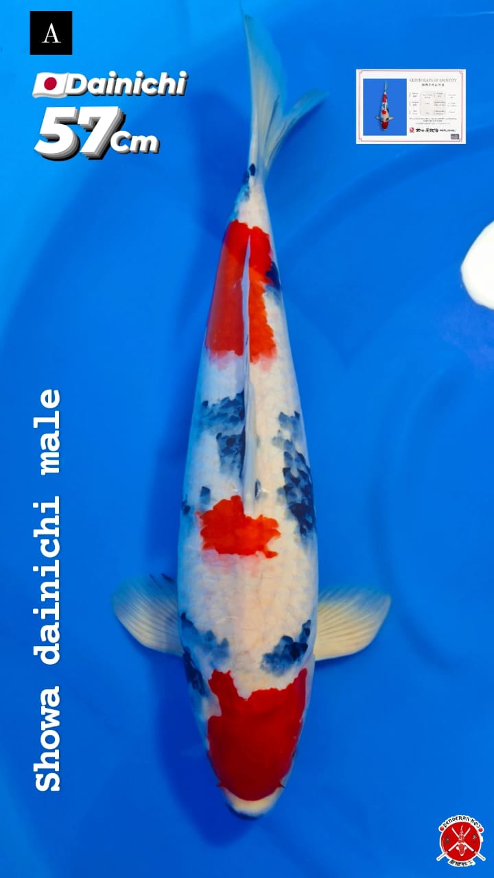 SHOWA DAINICHI KOI FARM NON SERTIFIKAT57cm MALE SERTIFIKATHILANG TERBAWA BANJIR