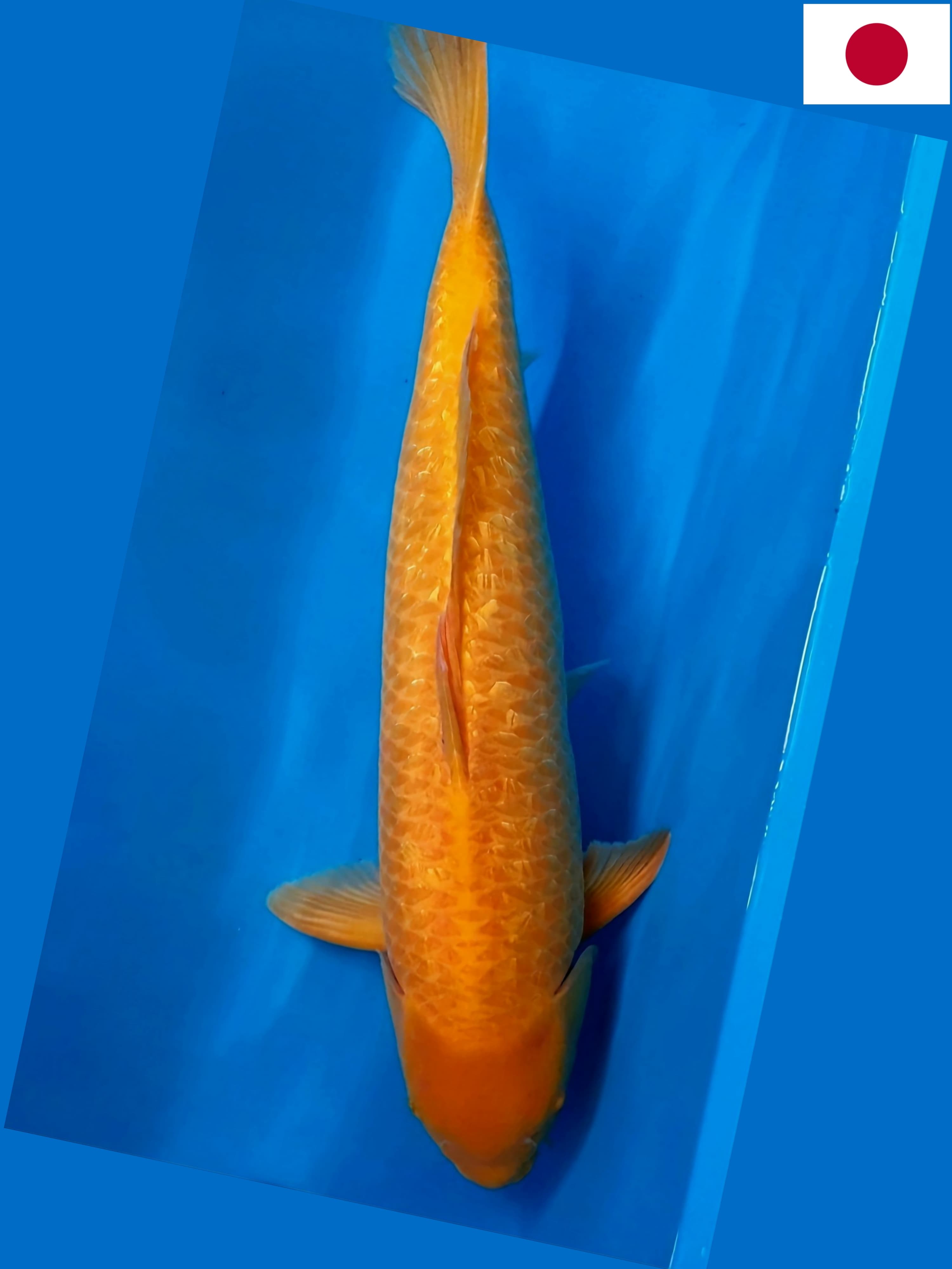 GOLDEN CORN IMPORT TANIGUCHI 64cm BODY TEBAL BERSIH TIDAK ADA BOCOR