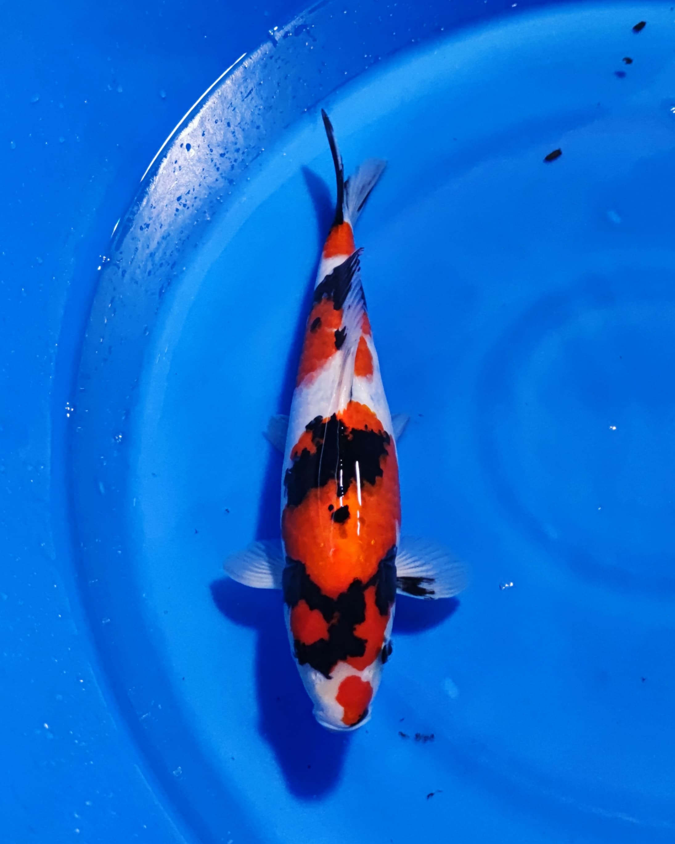 SHOWA SANSHOKU 37cm