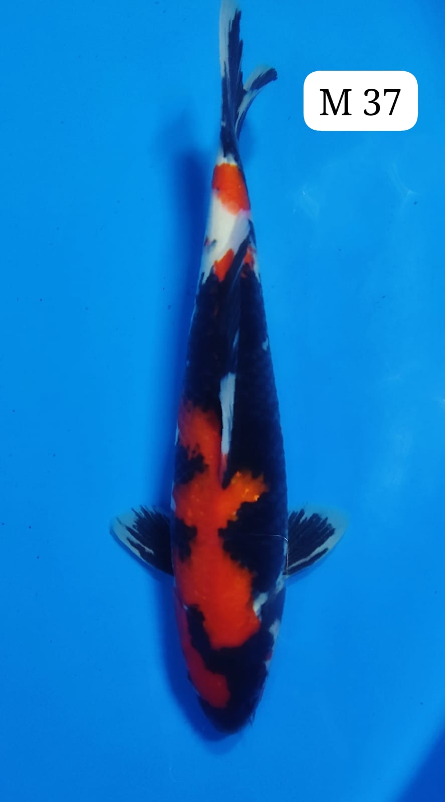 SHOWA M 37cm