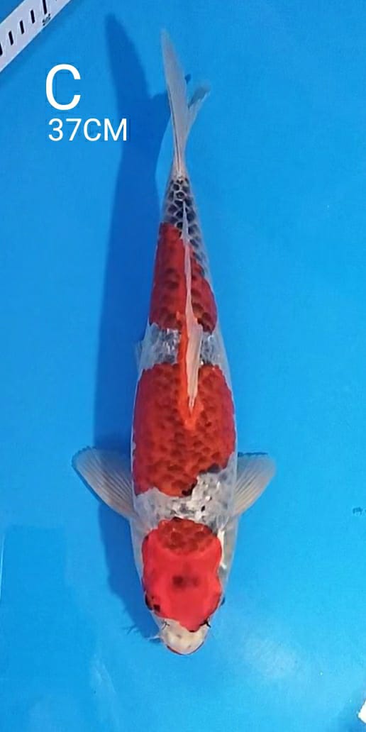 MARUTEN GOSHIKI 37cm