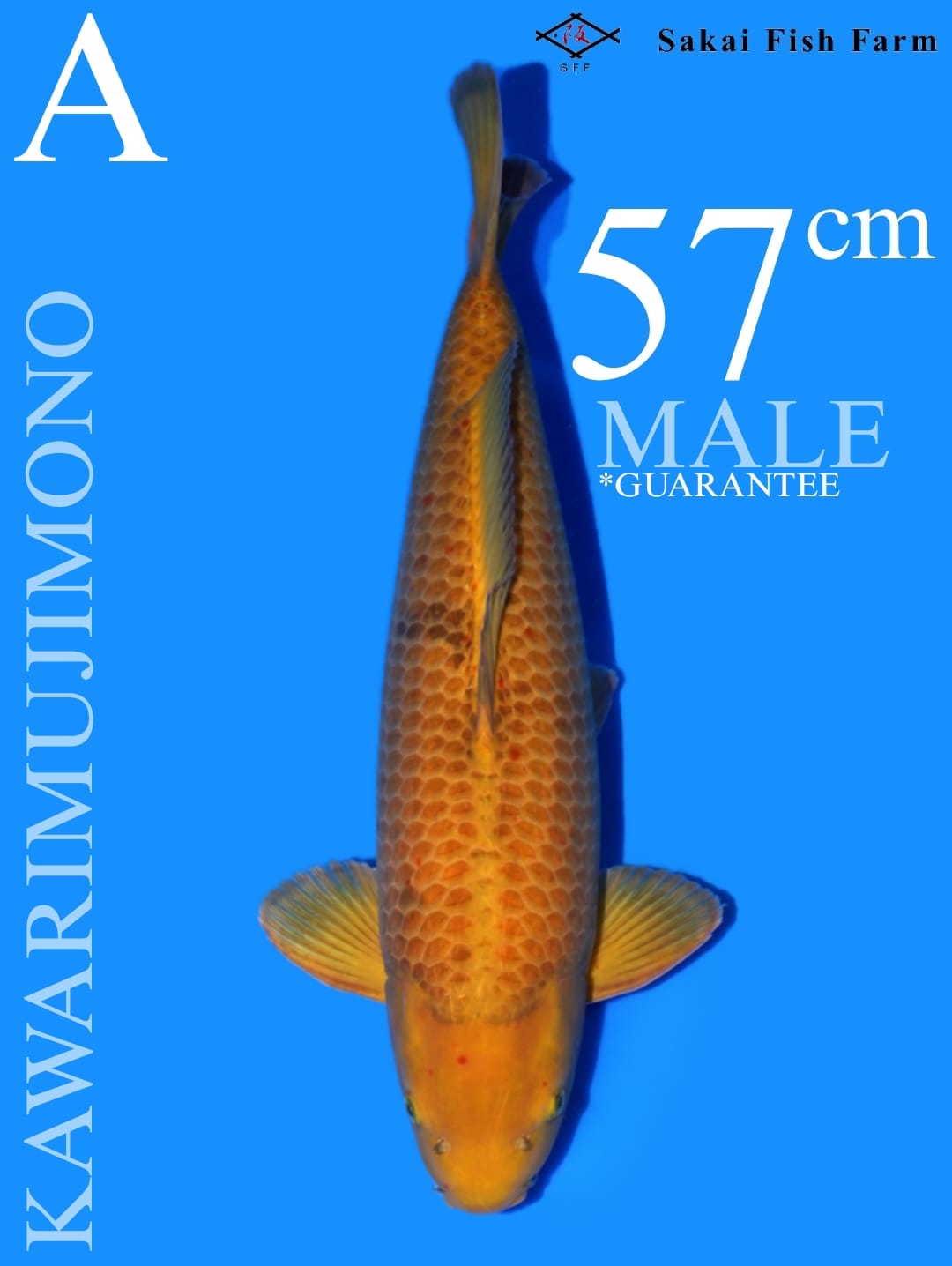 KAWARIMUJIMONO SAKAI FISH FARM 57cm