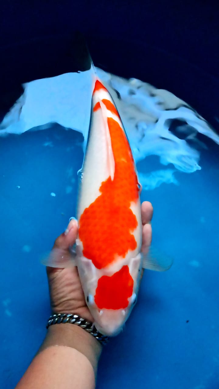 KOHAKU SAKAI 40cm