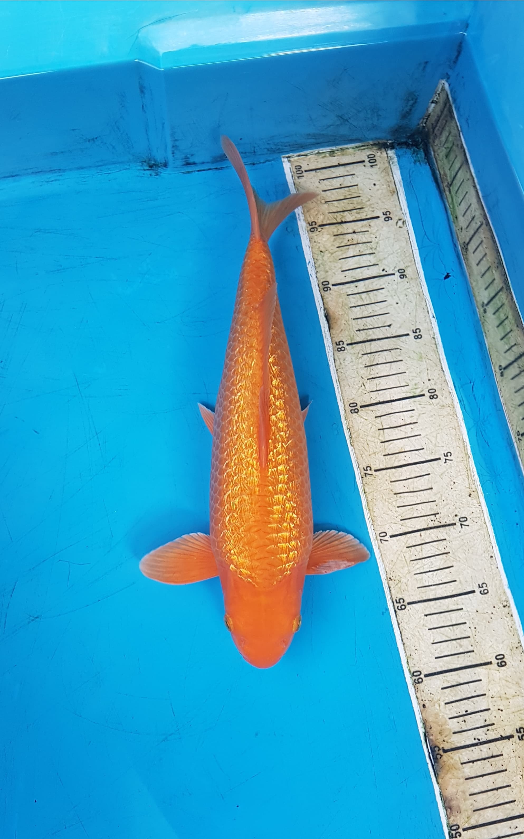REDKARASI FUL GINDRIN 38cm SQ MALE