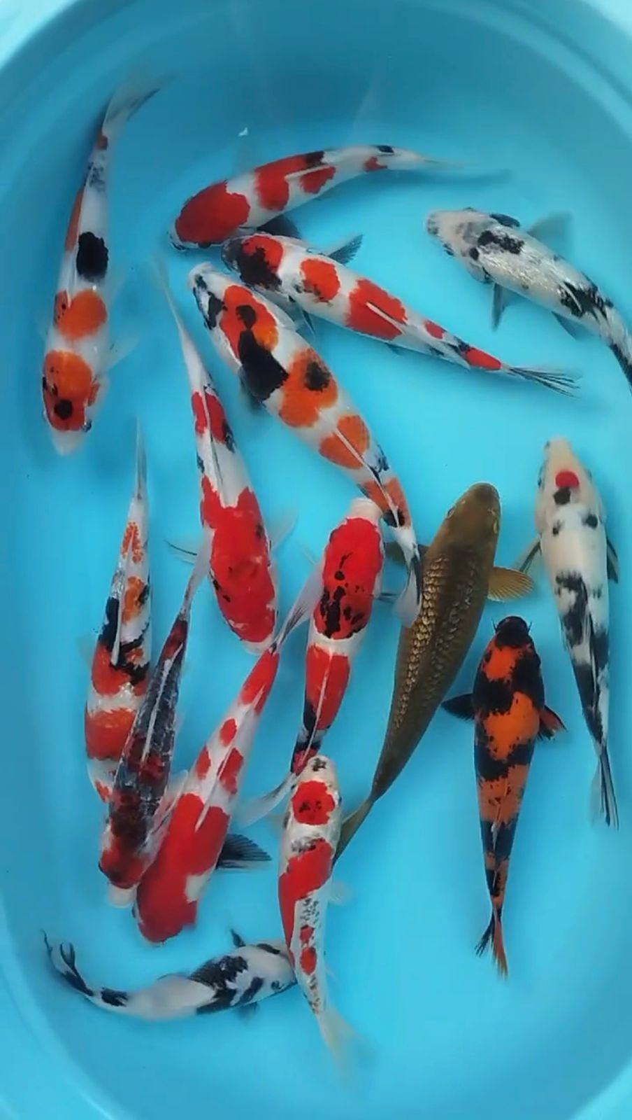 GOSANKE DLL 22 SD 32cm GRADE A PLUS 15 EKOR